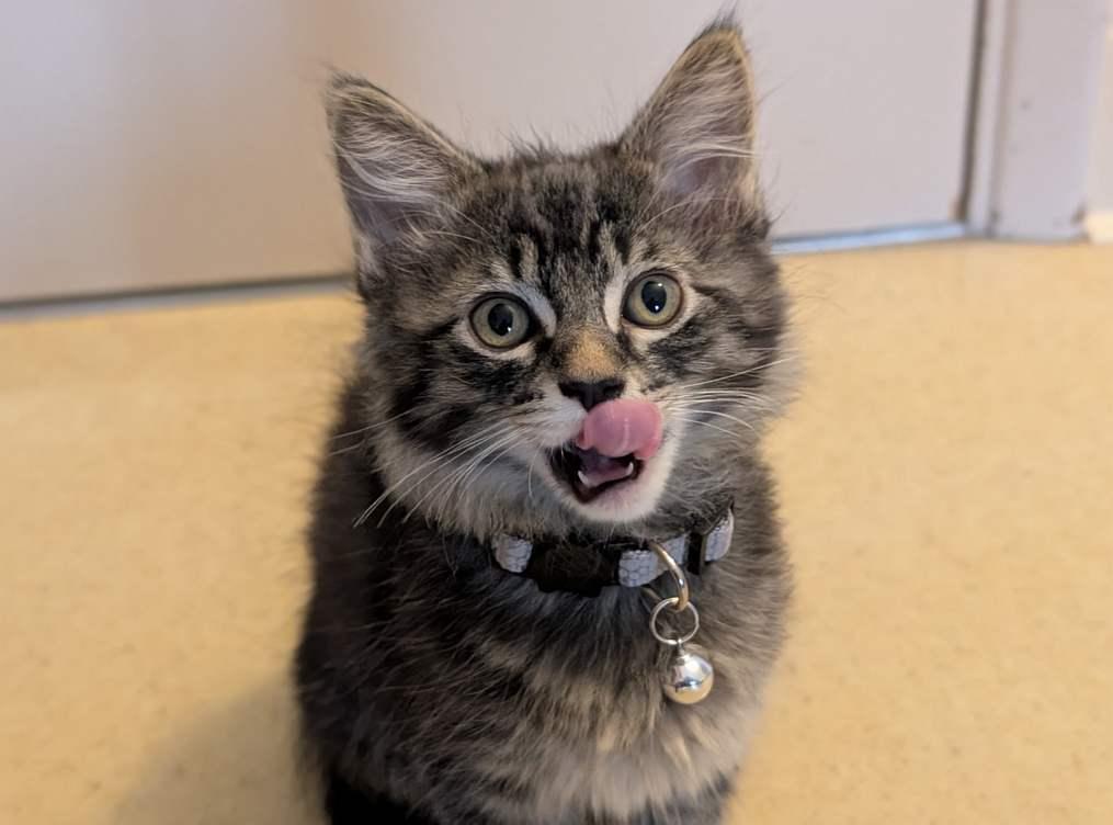 Enlarge BOLT, a Adopted Domestic Short Hair in Sequim, WA image 2/2
