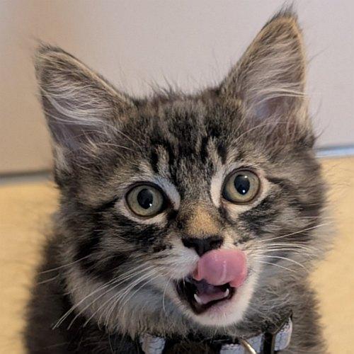 Enlarge BOLT, a Adopted Domestic Short Hair in Sequim, WA image 1/2