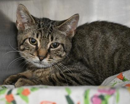 Pidgey, Adoptable, Kitten Male Domestic Short Hair.