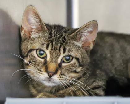 Pidgey, a Adoptable Domestic Short Hair in West Seneca, NY image 2/2