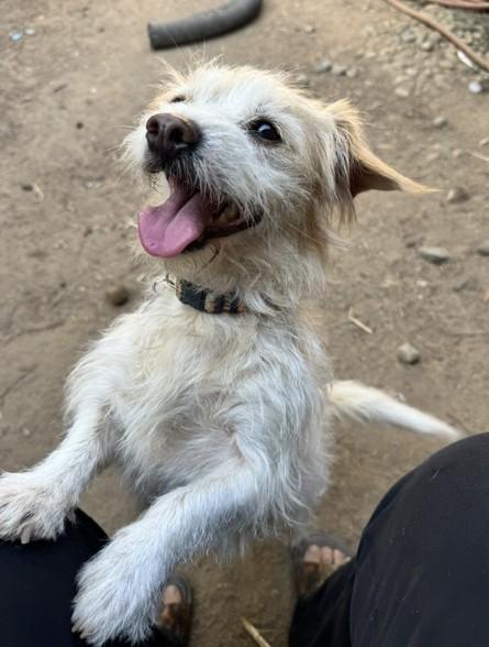 Enlarge Wally, a Adoptable mixed breed in Fresno, CA image 1/5
