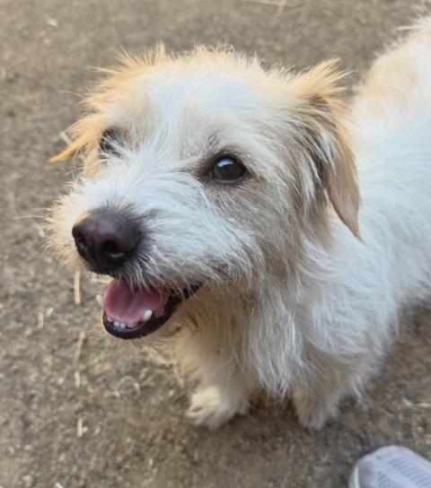 Enlarge Wally, a Adoptable mixed breed in Fresno, CA image 2/5