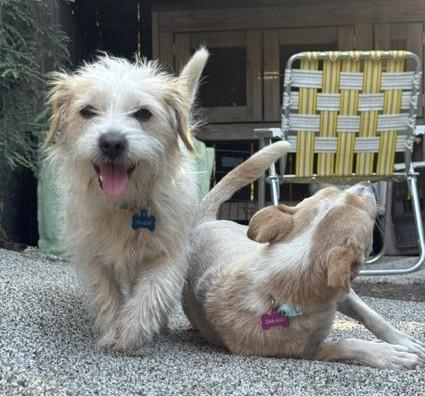 Enlarge Wally, a Adoptable mixed breed in Fresno, CA image 3/5