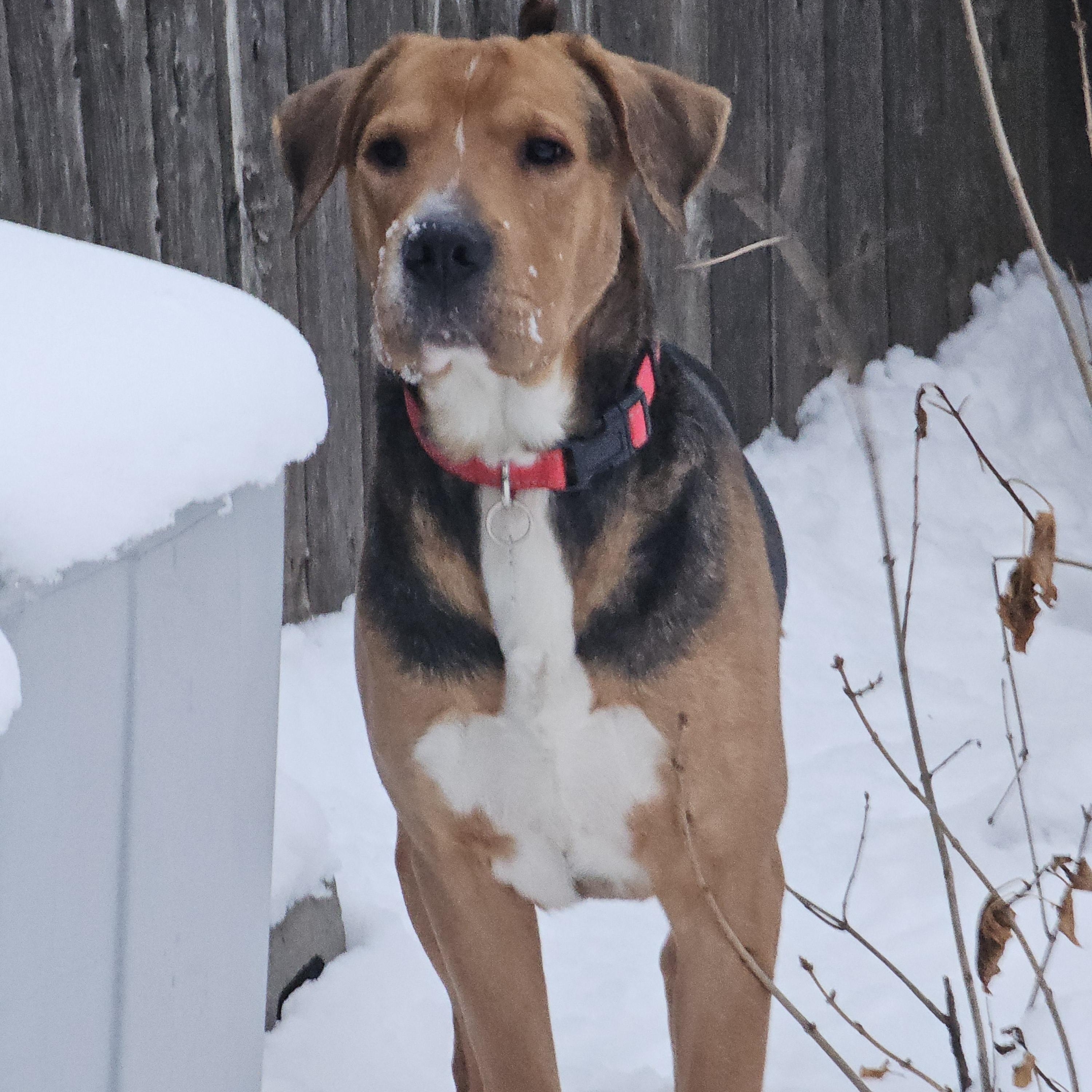 Enlarge Trooper, a ADOPTABLE mixed breed in Minneapolis, MN image 4/4