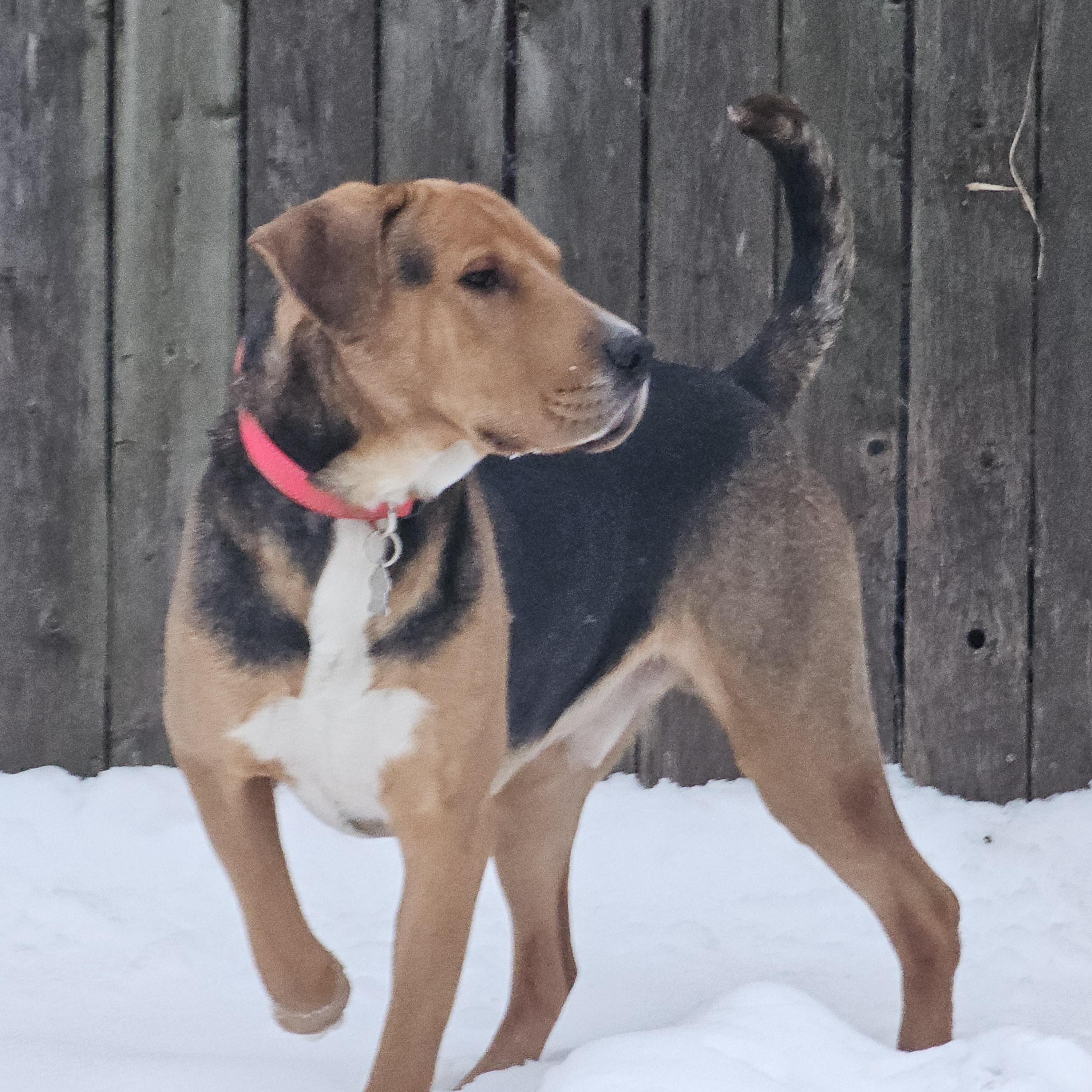 Enlarge Trooper, a ADOPTABLE mixed breed in Minneapolis, MN image 2/4