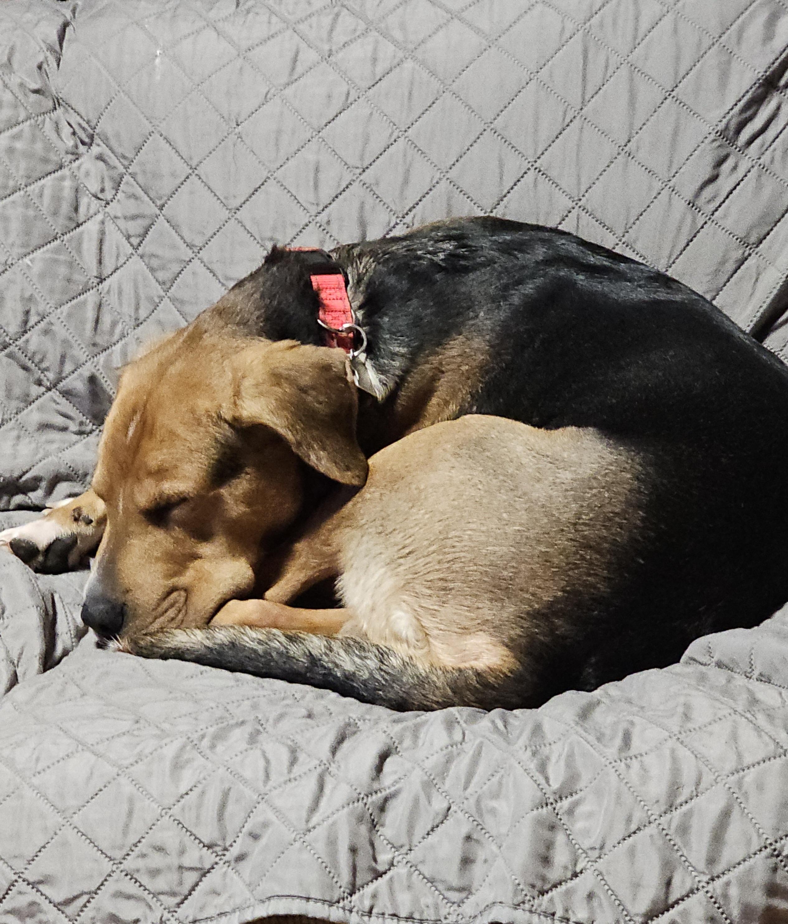 Enlarge Trooper, a ADOPTABLE mixed breed in Minneapolis, MN image 3/4