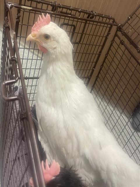 Enlarge PEEP, a Adoptable Chicken in Loveland, CO image 1/1