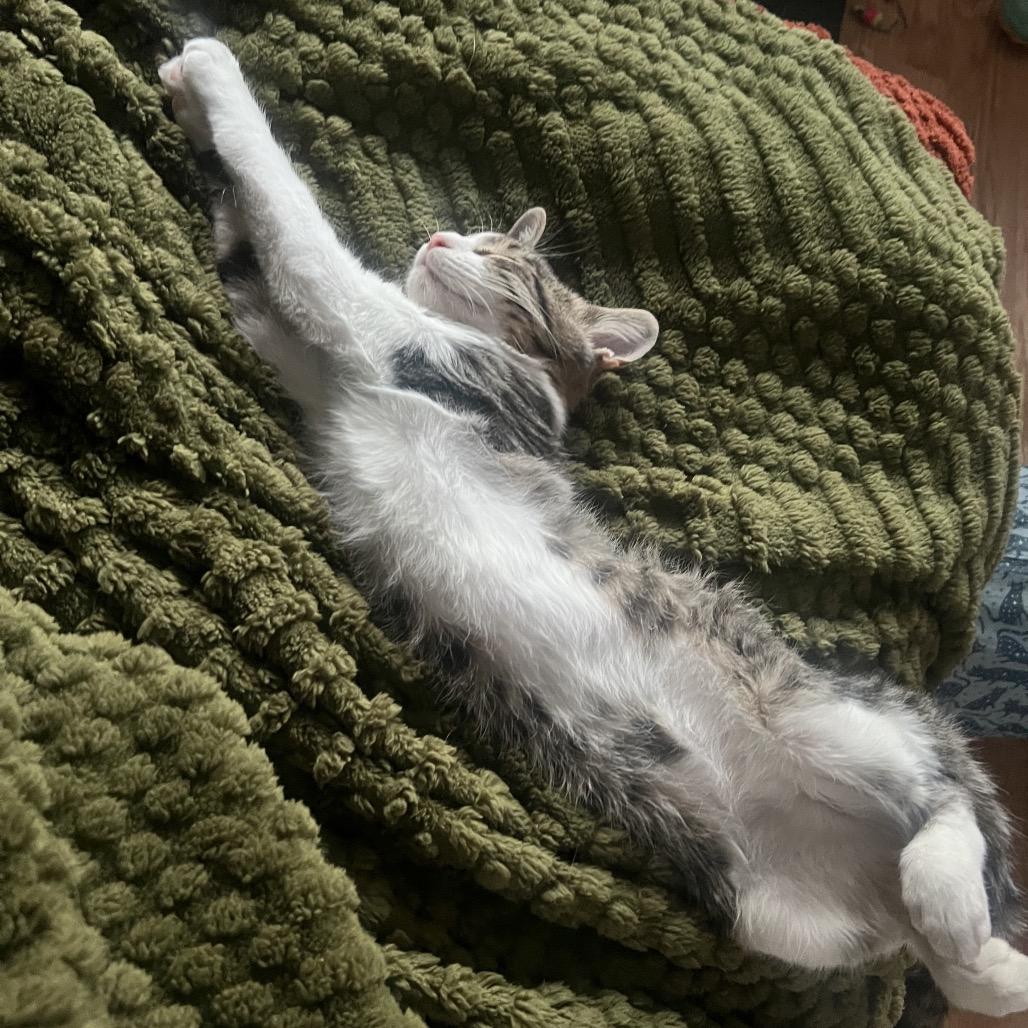 Enlarge Pickles, a Adoptable Domestic Short Hair in Tustin, CA image 1/6