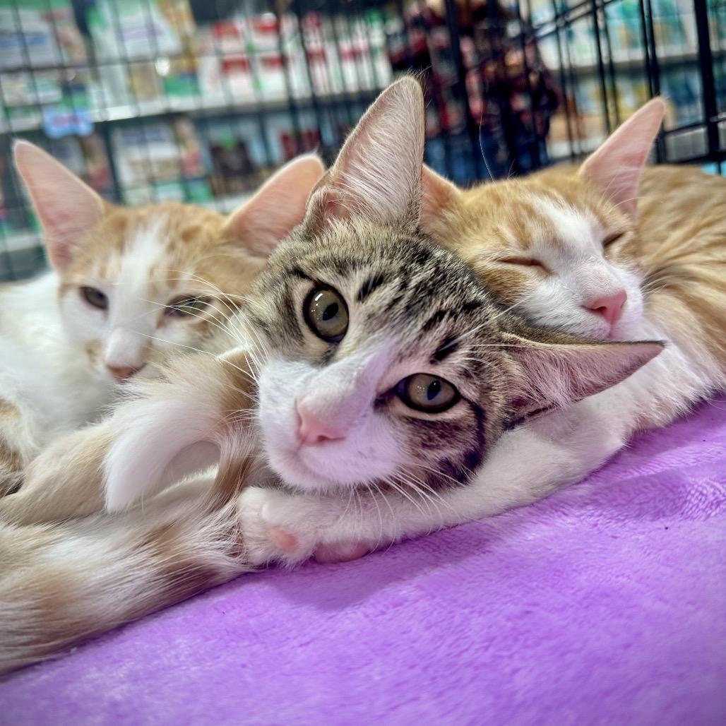 Enlarge Pickles, a Adoptable Domestic Short Hair in Tustin, CA image 2/6