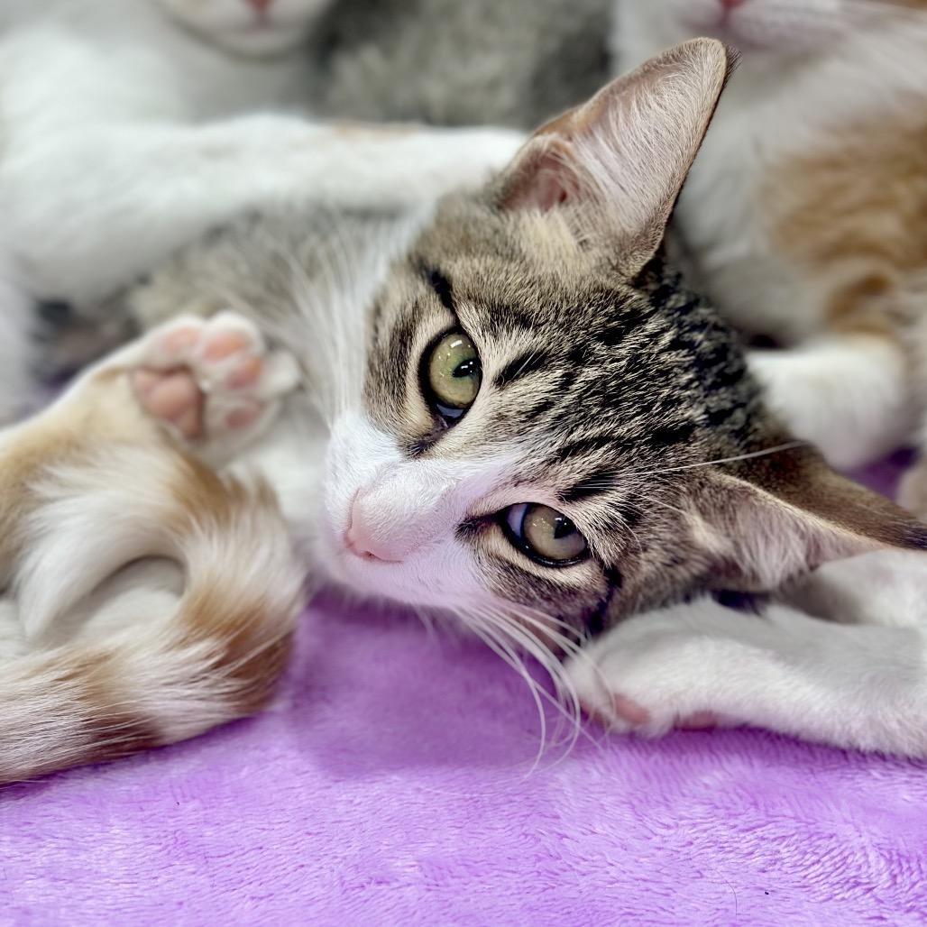 Enlarge Pickles, a Adoptable Domestic Short Hair in Tustin, CA image 6/6