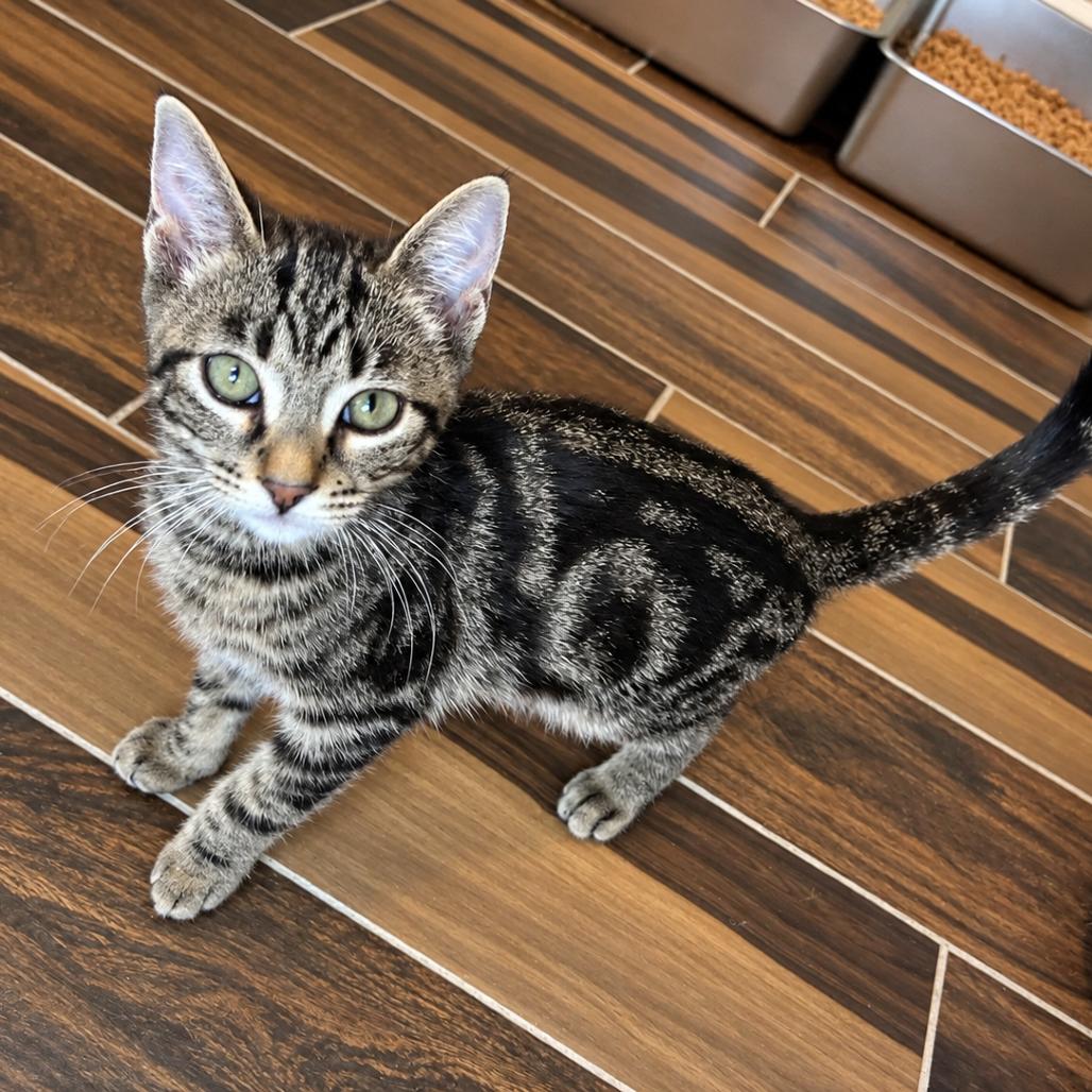 Enlarge Syrah, a Adoptable Domestic Short Hair in Port Neches, TX image 2/2