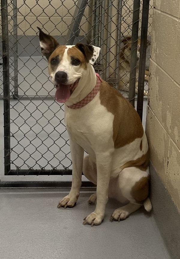 Enlarge Pen 173 Nana, a Adoptable mixed breed in Lawrenceville, GA image 1/1