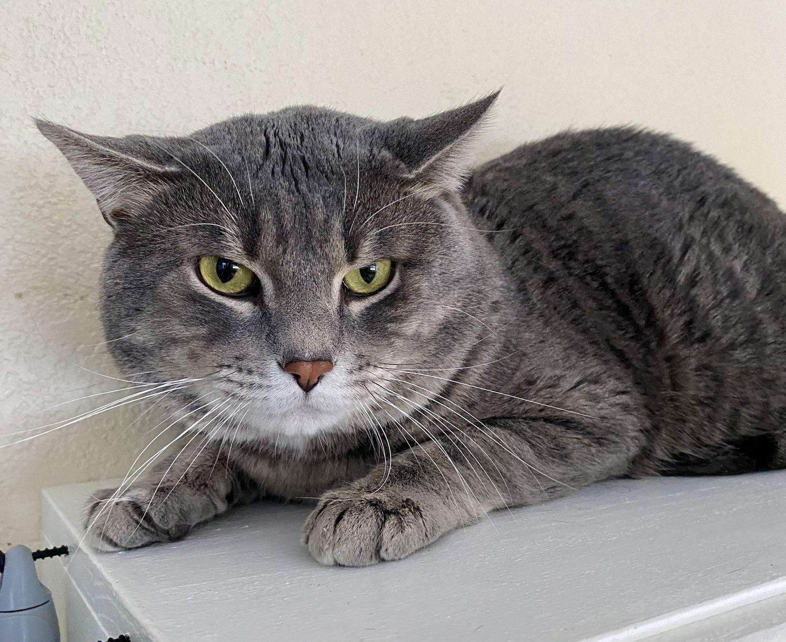 Beefy, Adoptable, Adult Male Domestic Short Hair & Tabby.