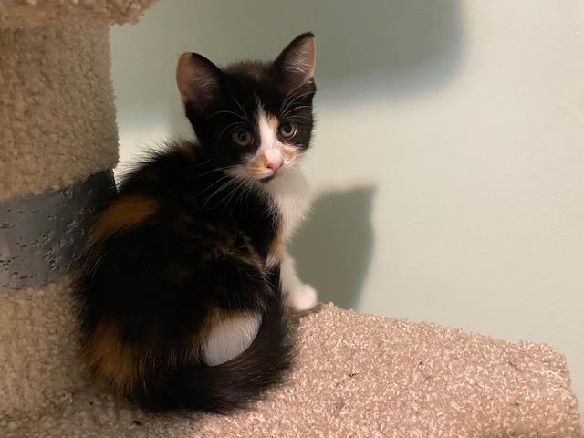 Enlarge IZZY, a Adoptable mixed breed in Niagara on the Lake, ON image 2/2