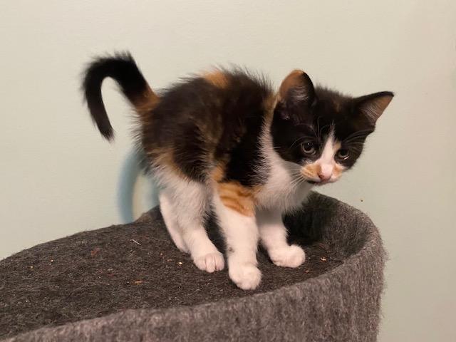 IZZY, Adoptable, Kitten Female Calico & Domestic Short Hair.
