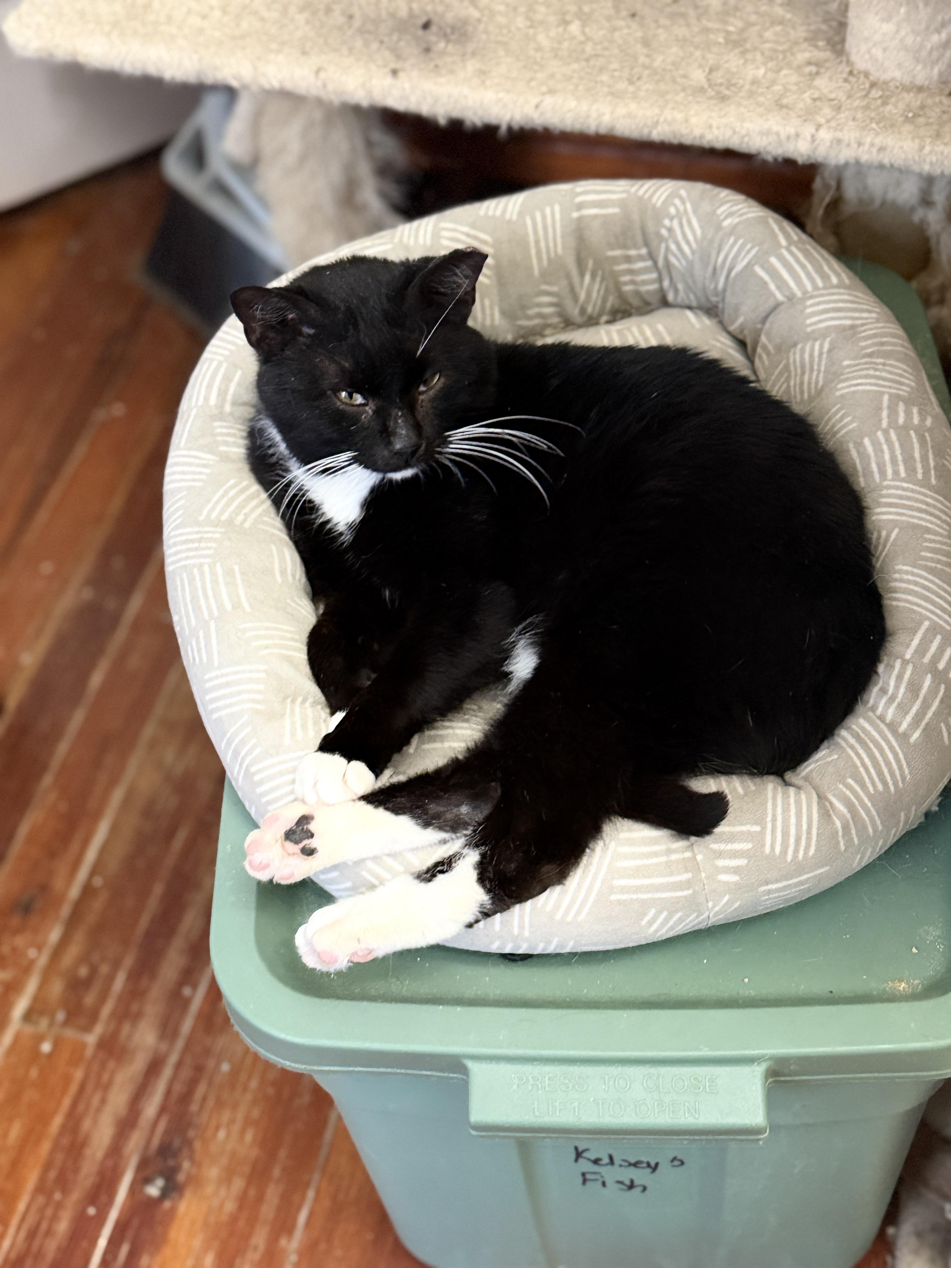 Gil, a Adopted Domestic Short Hair in Philadelphia, PA image 4/6