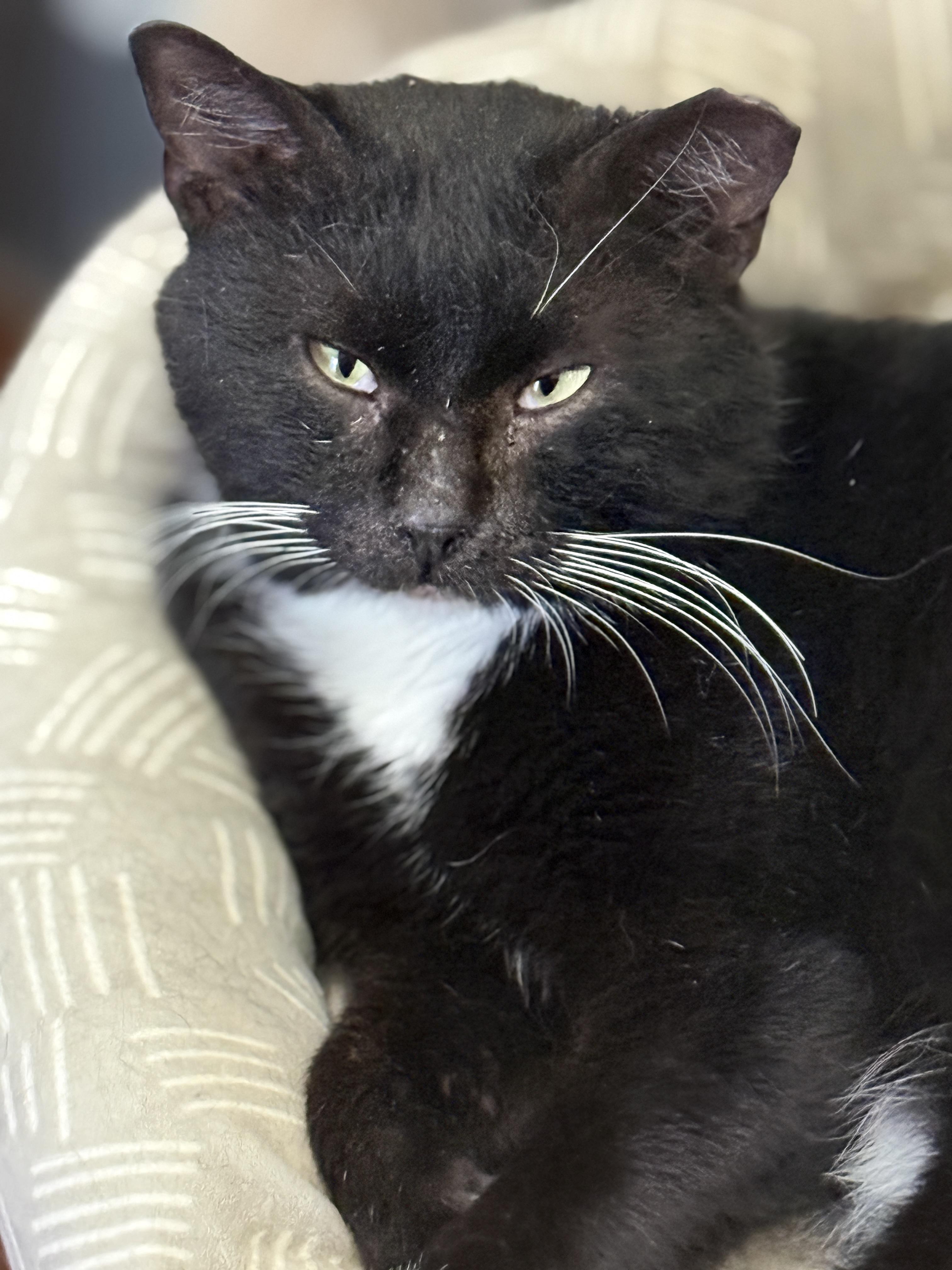 Gil, a Adopted Domestic Short Hair in Philadelphia, PA image 6/6