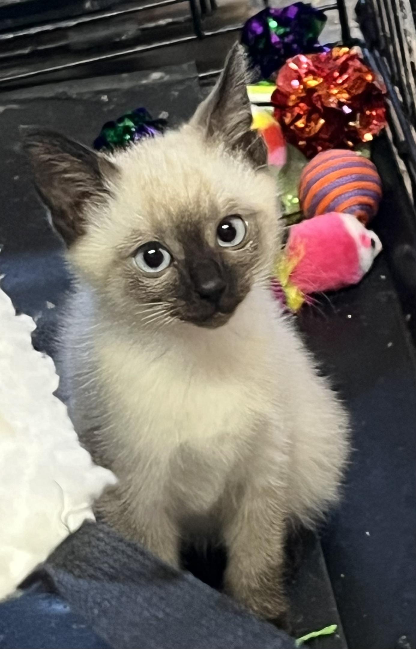 Seally, Adopted, Kitten Female Siamese.