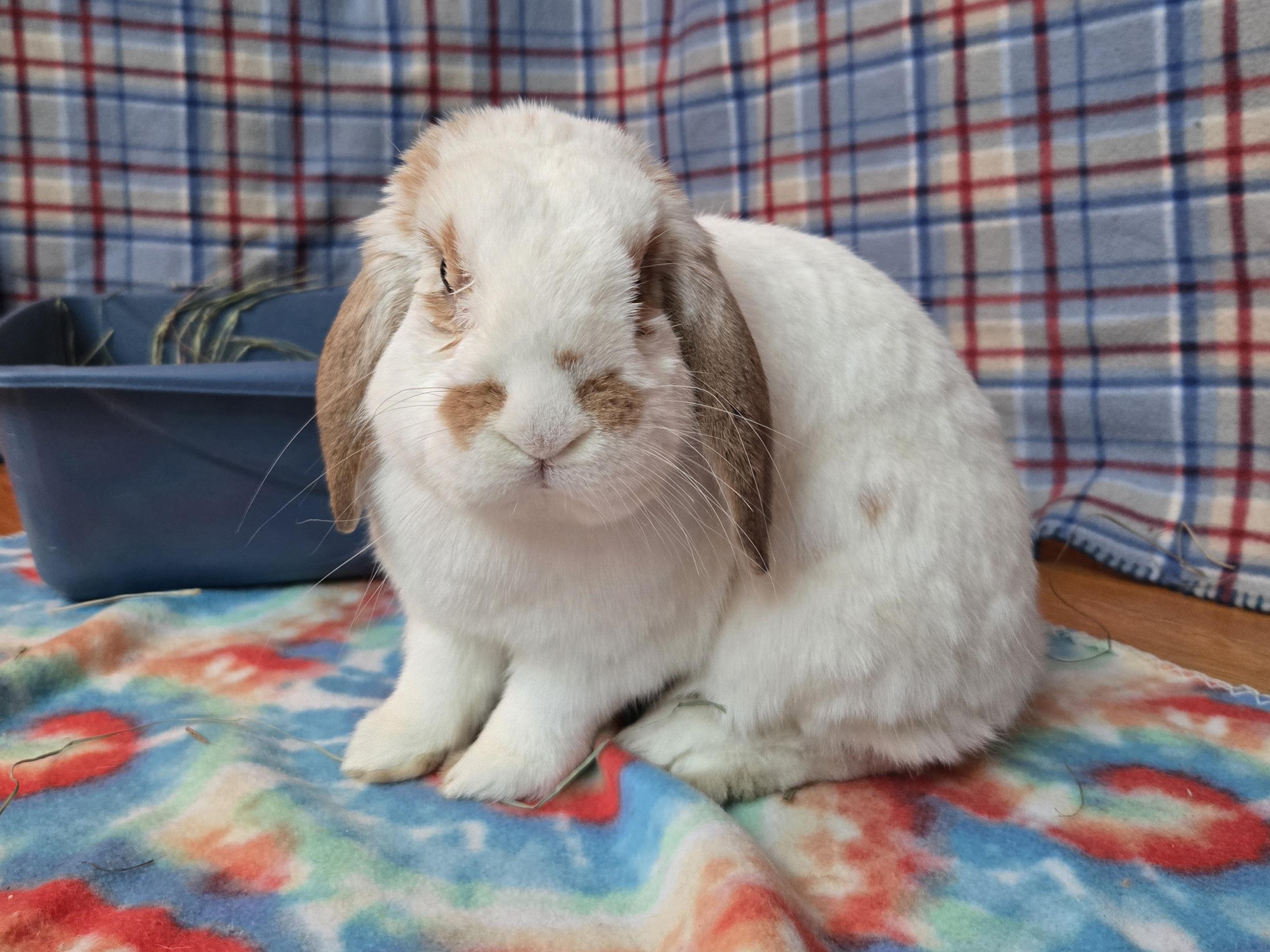 Percy - part of a pair, adopted, Young Male Mini Lop.