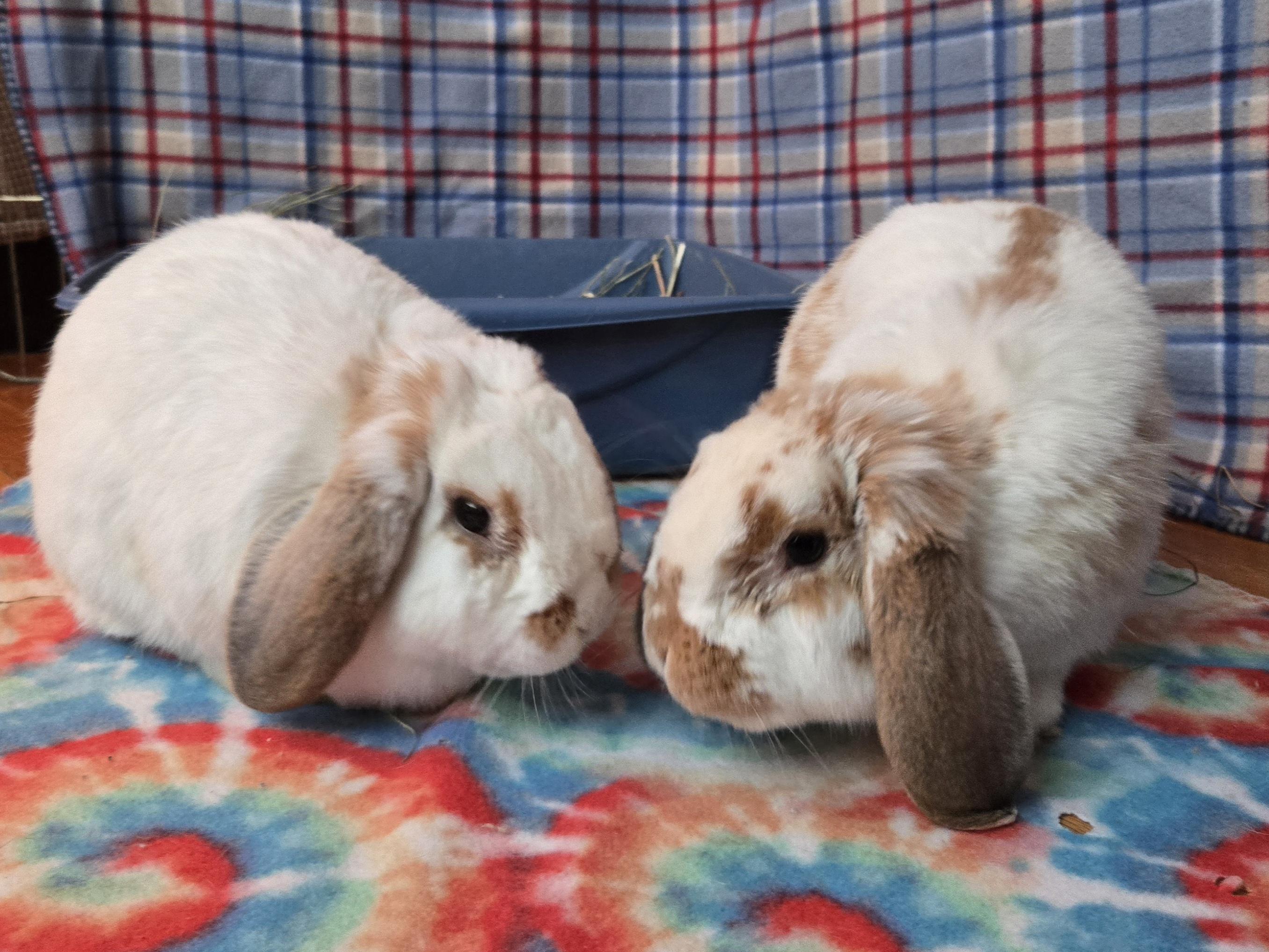 Enlarge Percy - part of a pair, an adopted Mini Lop in Andover, MA image 4/5