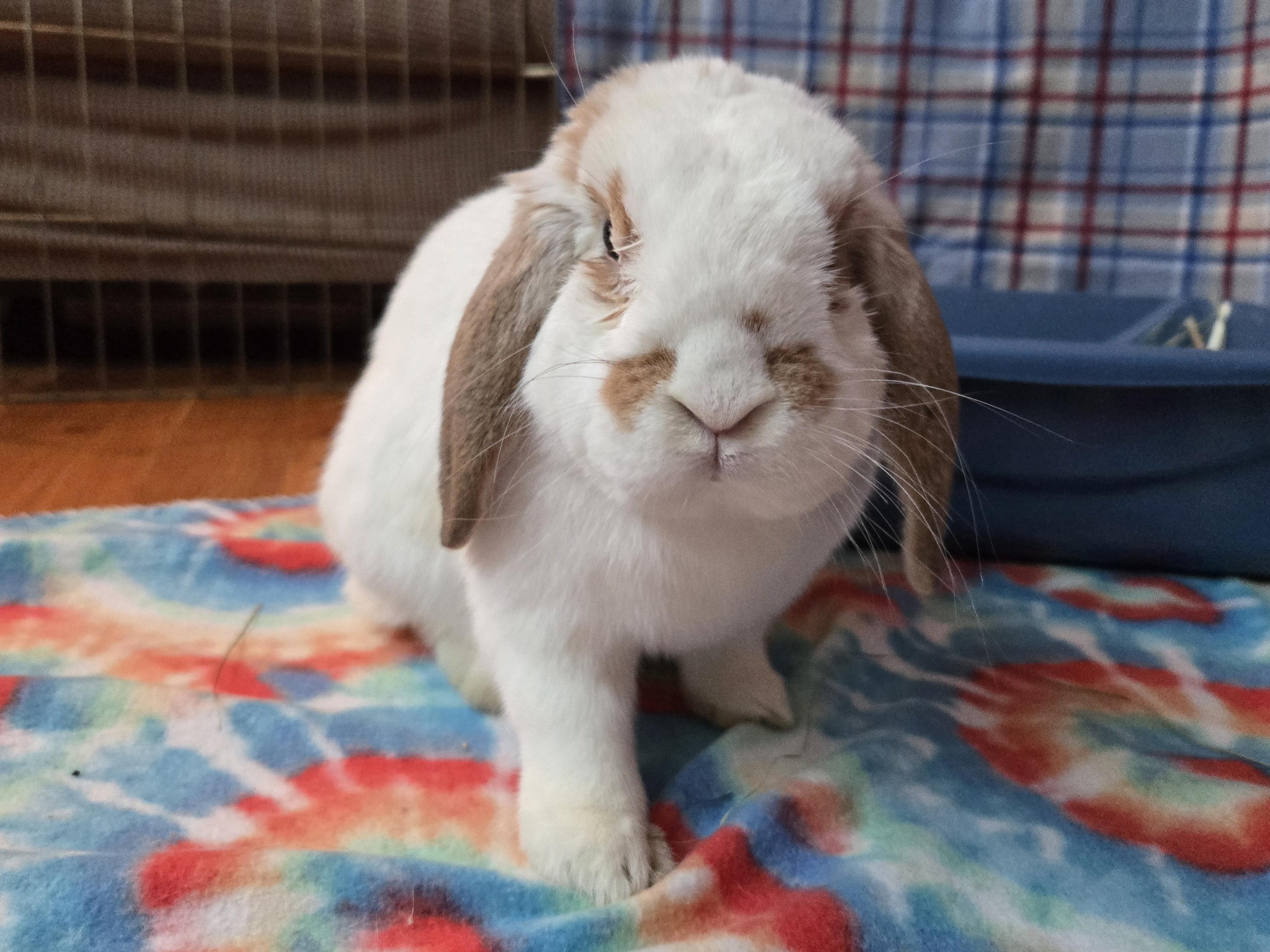Enlarge Percy - part of a pair, an adopted Mini Lop in Andover, MA image 2/5