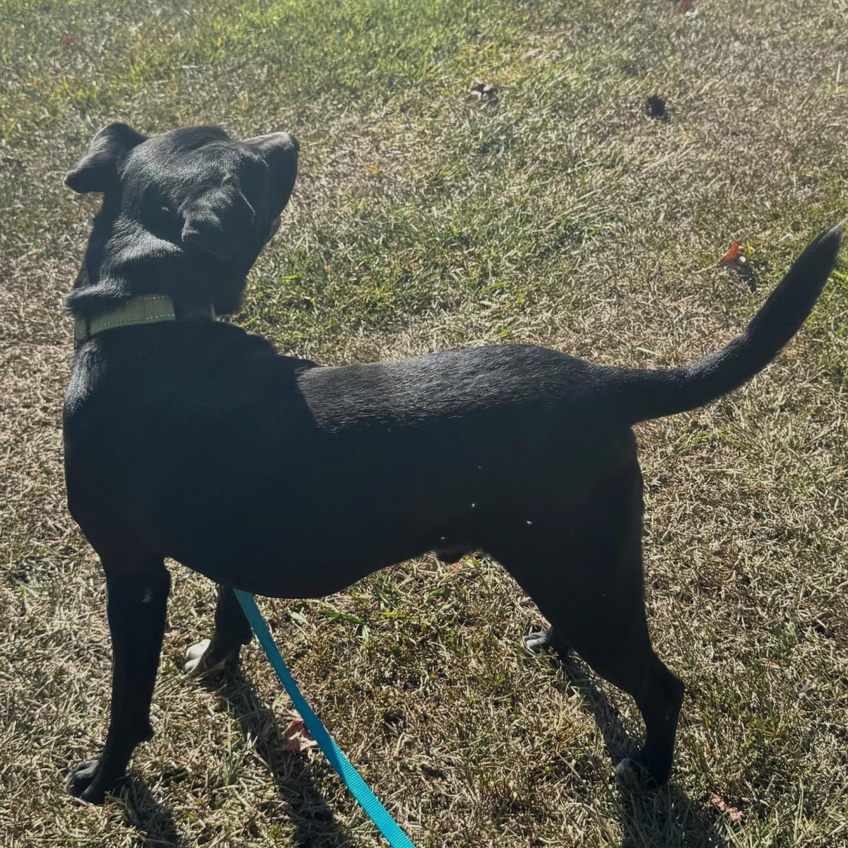 Buddy, a Adoptable mixed breed in Locust Fork, AL image 1/3