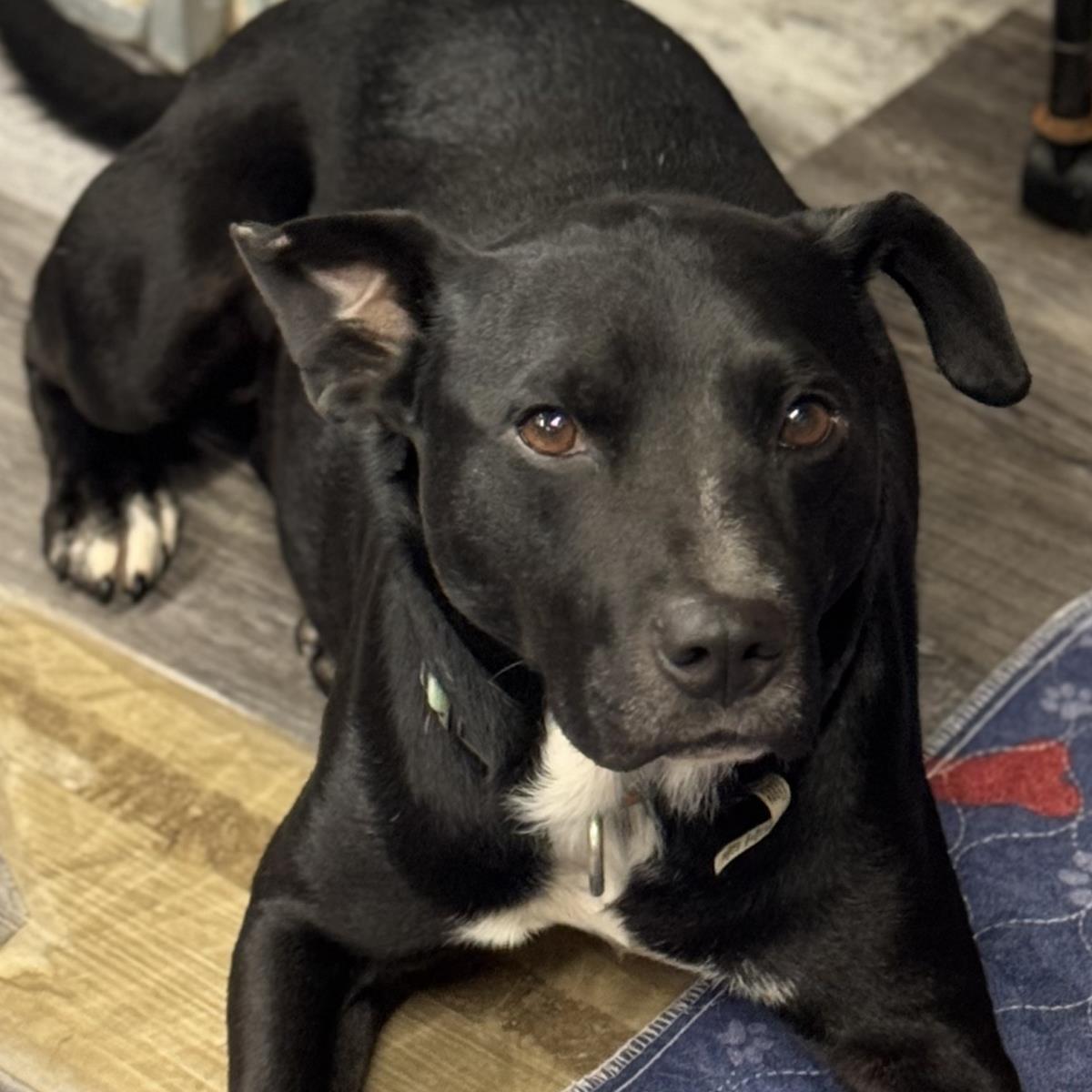 Buddy, a Adoptable mixed breed in Locust Fork, AL image 3/3