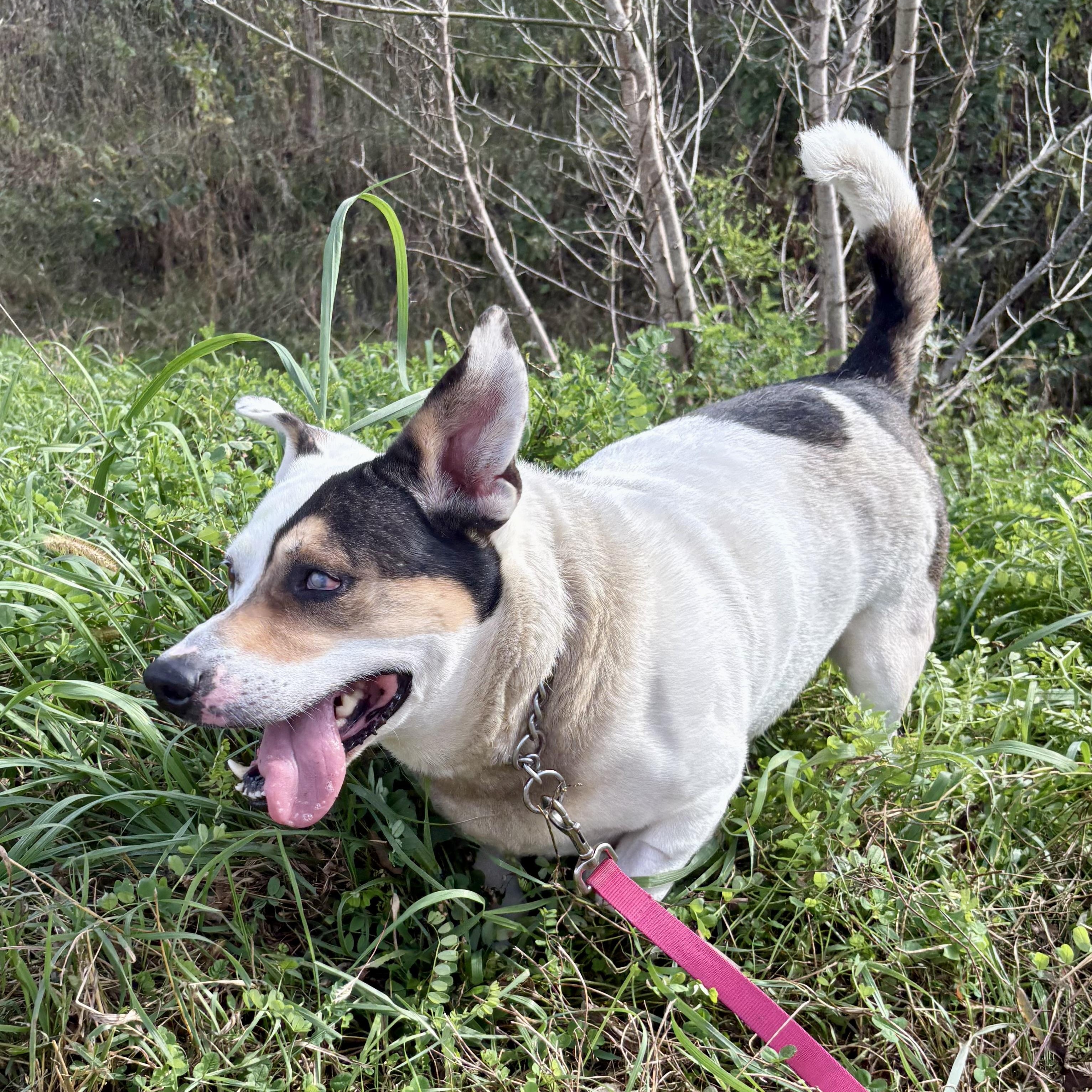 Enlarge Wilbur, a Adoptable mixed breed in Charles City, IA image 2/6