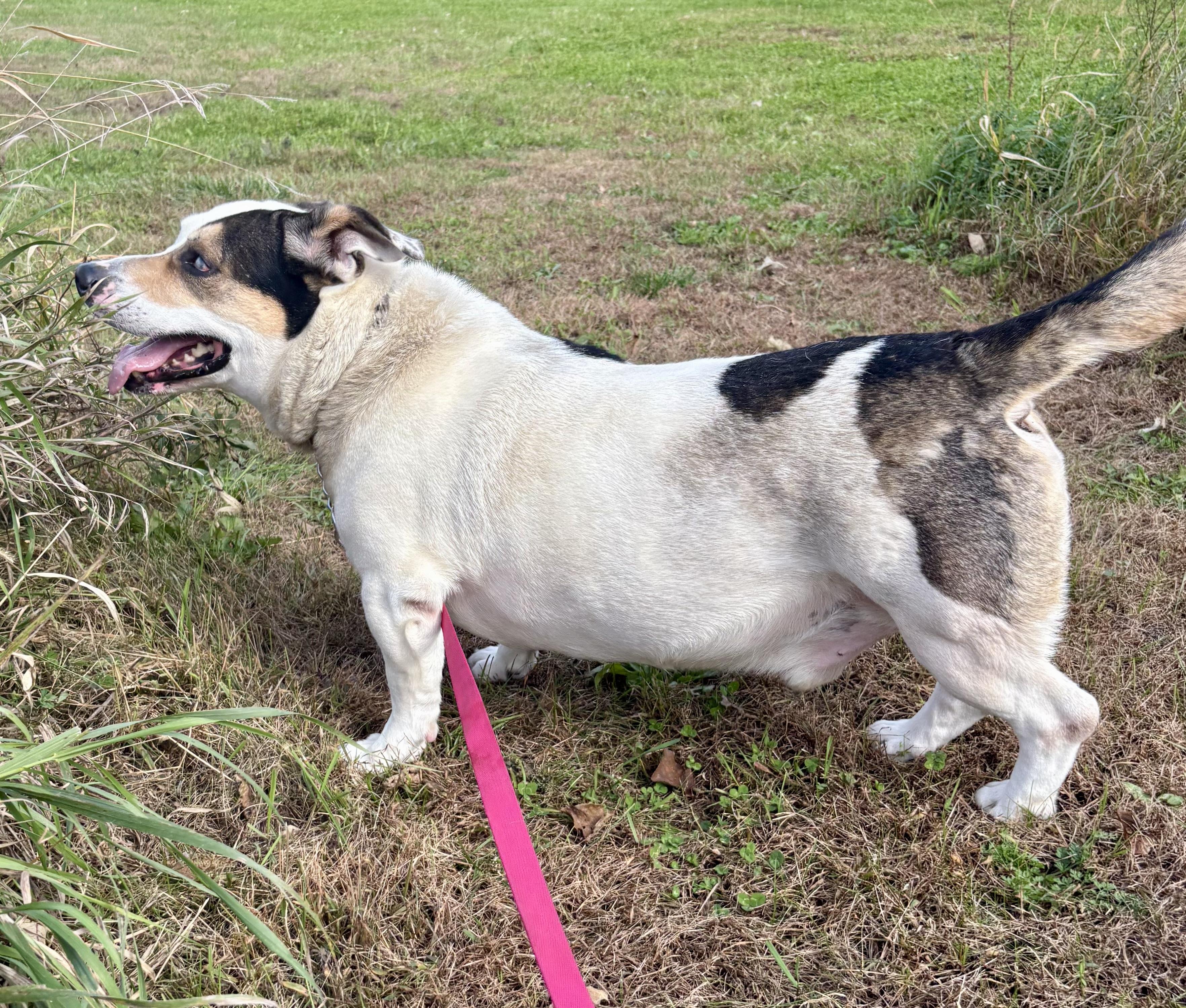 Enlarge Wilbur, a Adoptable mixed breed in Charles City, IA image 5/6