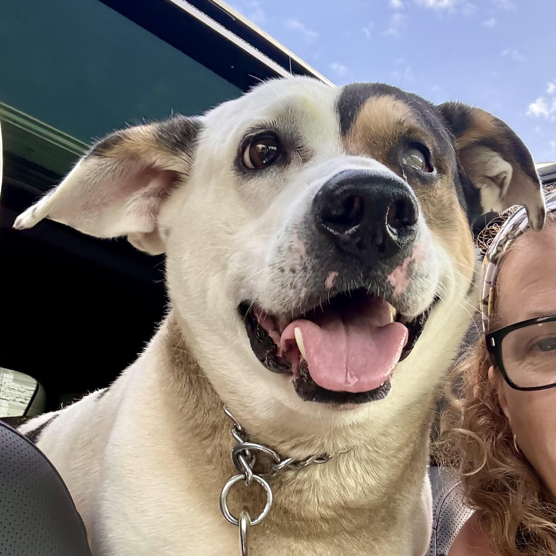 Enlarge Wilbur, a Adoptable mixed breed in Charles City, IA image 1/6