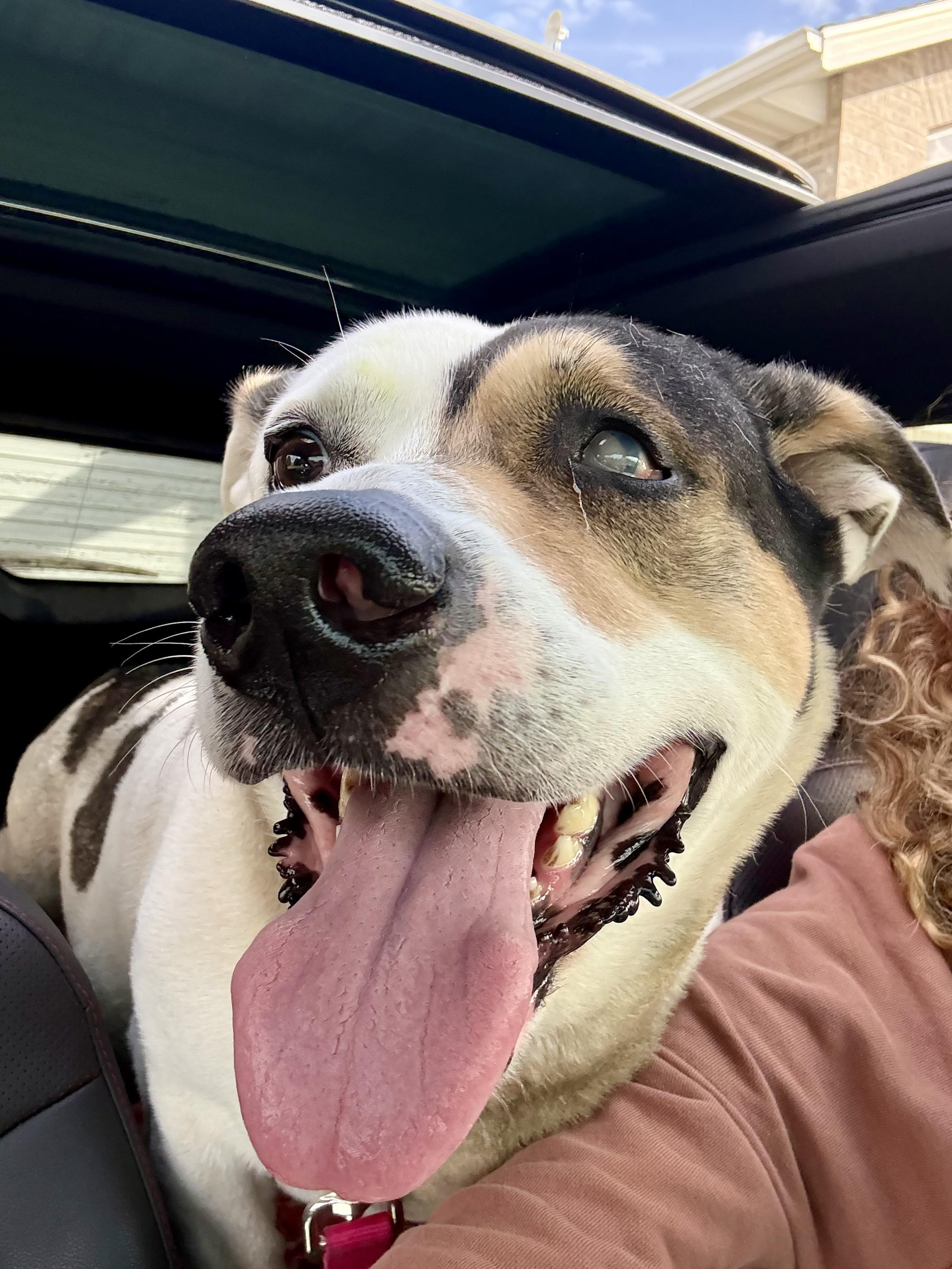 Enlarge Wilbur, a Adoptable mixed breed in Charles City, IA image 3/6