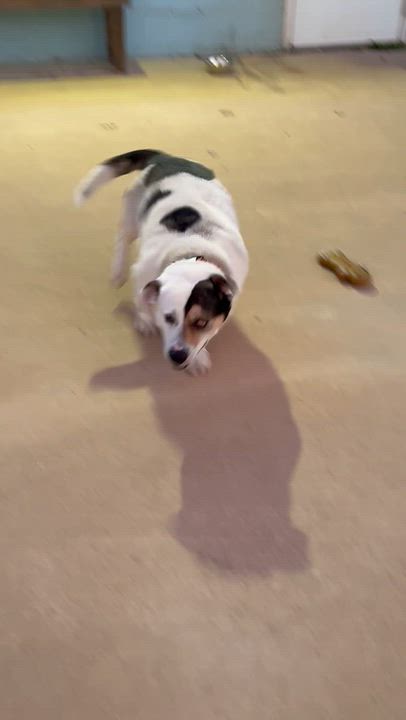 Enlarge Wilbur, a Adoptable mixed breed in Charles City, IA video 6/6