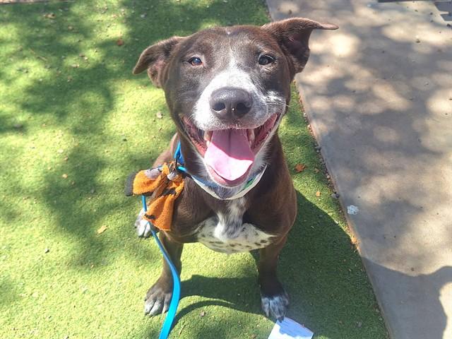SHADOW, Adoptable, Young Male Australian Kelpie.