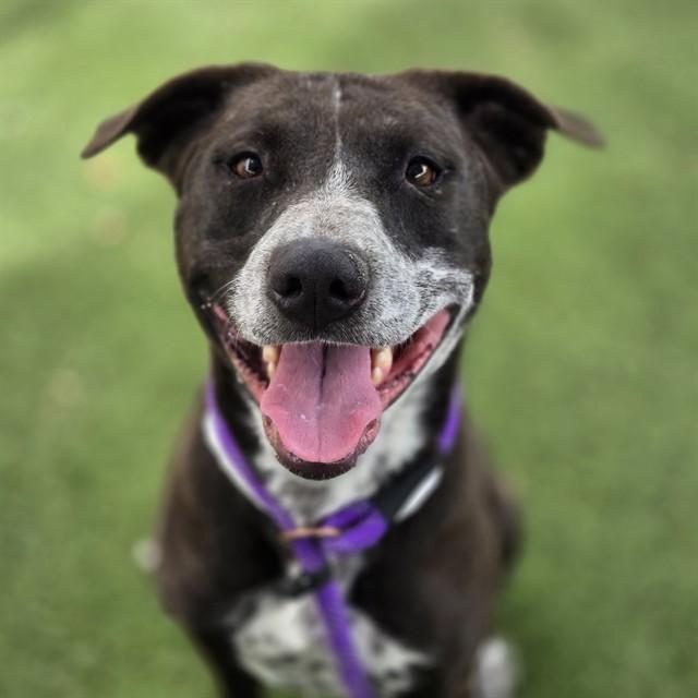 Enlarge SHADOW, a Adoptable Australian Kelpie in Phoenix, AZ image 1/1