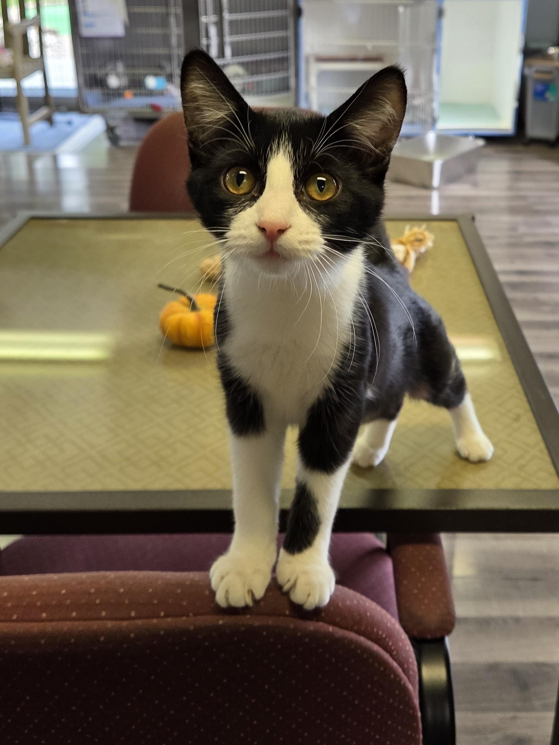 Enlarge Roxy, a Adoptable mixed breed in Lexington, MI image 1/3