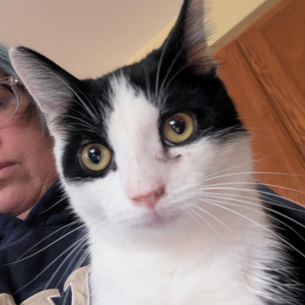 Katla, Adoptable, Adult Male Domestic Short Hair.