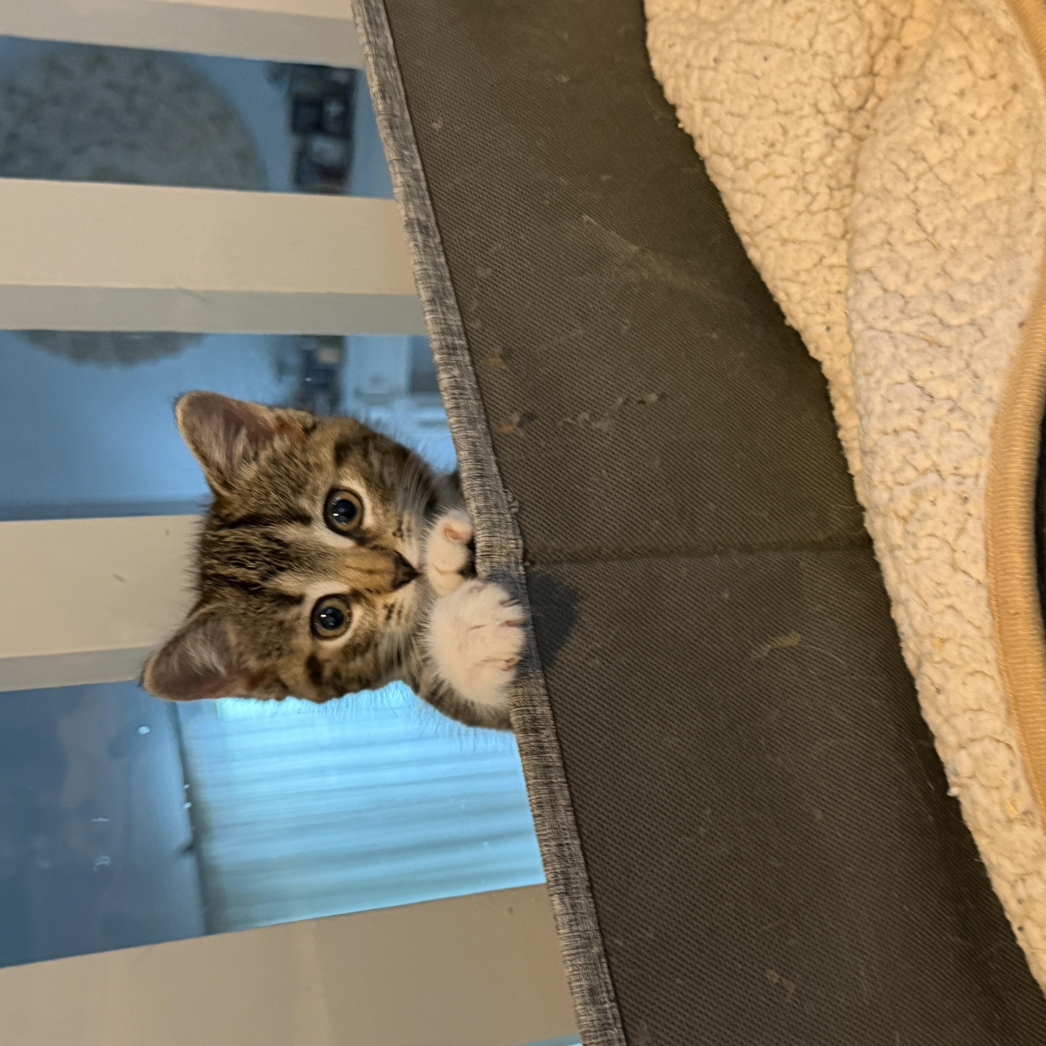 Enlarge Miss Piggy, a ADOPTABLE Domestic Short Hair in Manorville, NY image 4/4