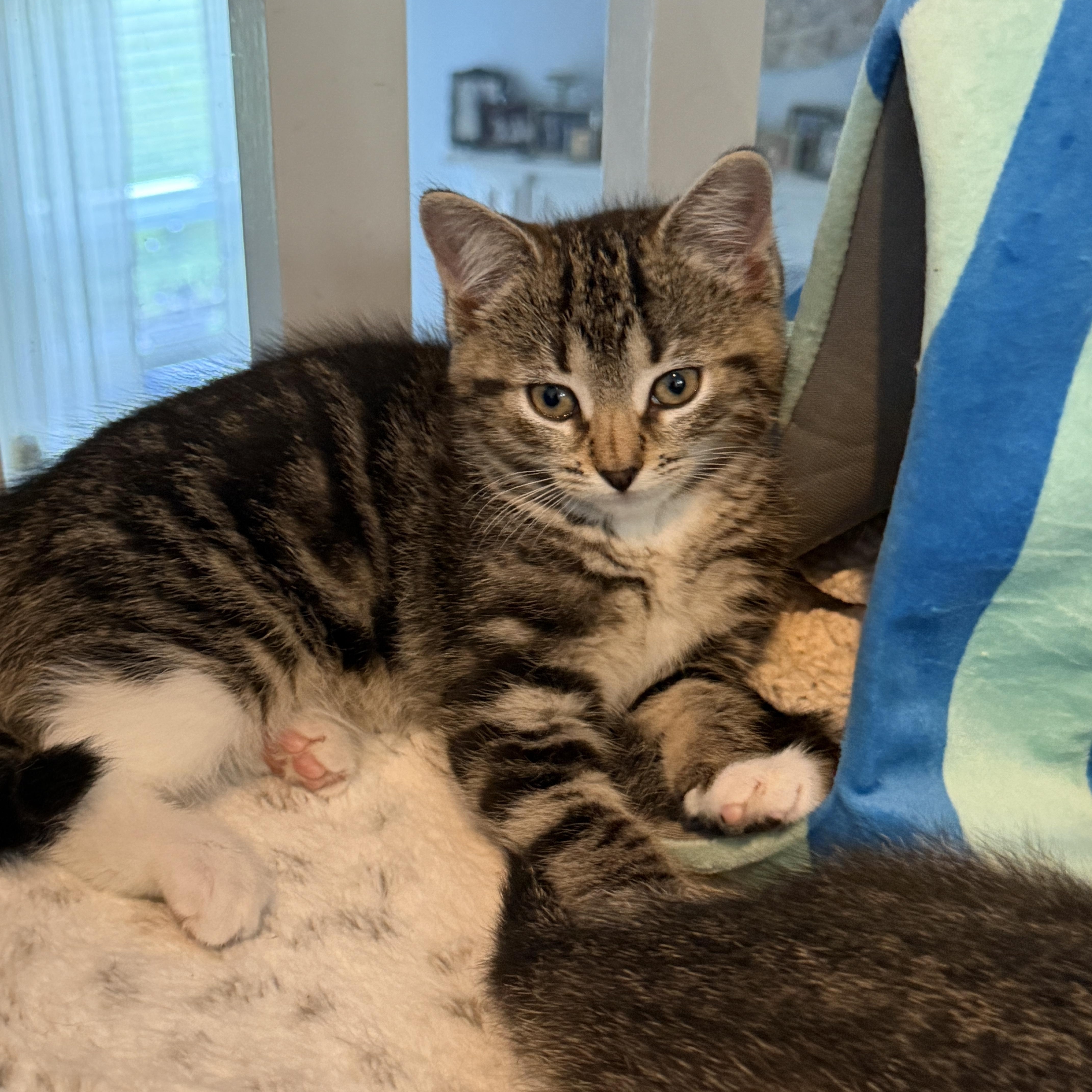Enlarge Miss Piggy, a ADOPTABLE Domestic Short Hair in Manorville, NY image 2/4