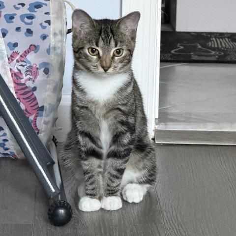 Enlarge Miss Piggy, a Adoptable Domestic Short Hair in Manorville, NY image 1/3