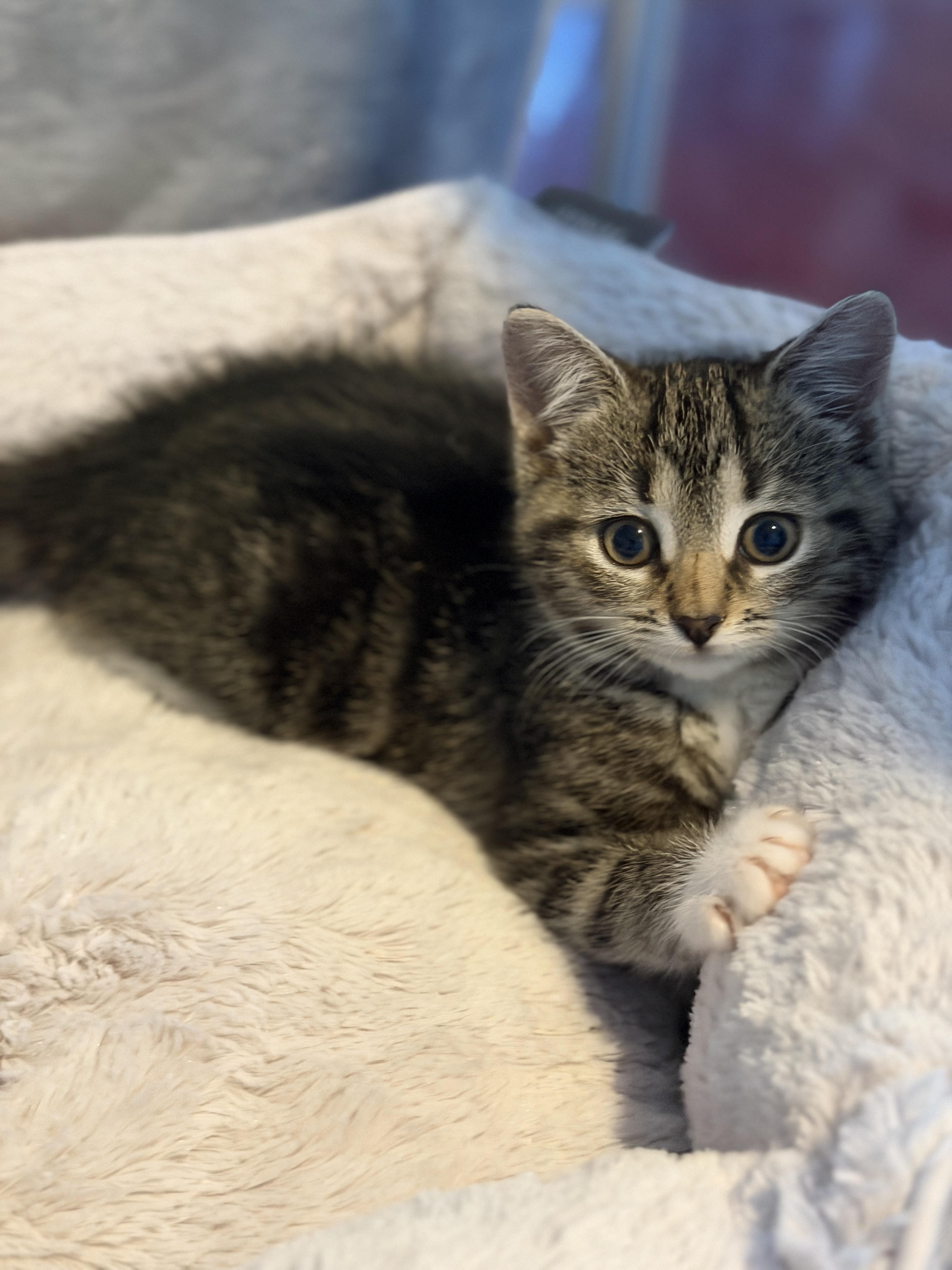 Enlarge Miss Piggy, a ADOPTABLE Domestic Short Hair in Manorville, NY image 1/4