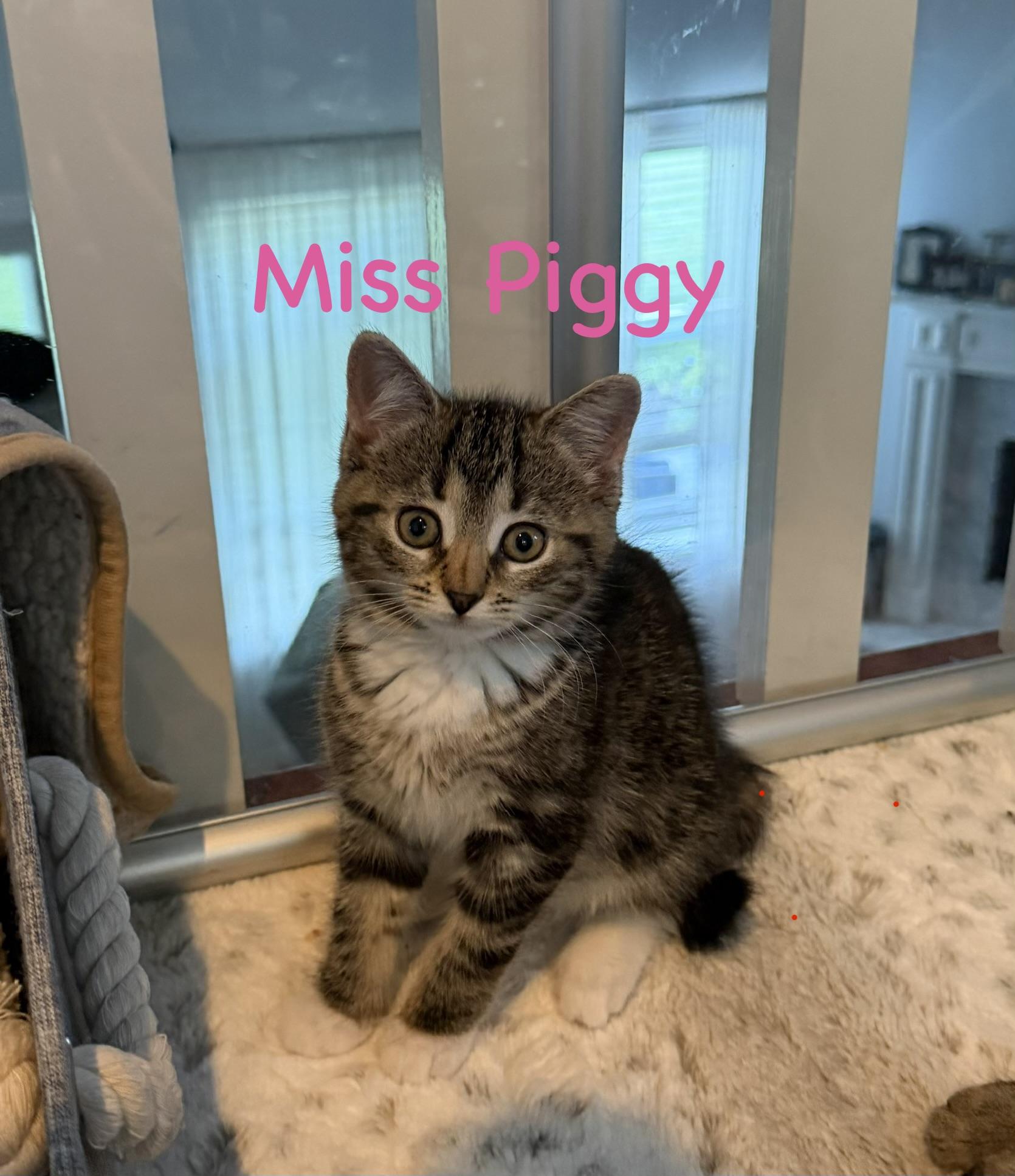 Enlarge Miss Piggy, a ADOPTABLE Domestic Short Hair in Manorville, NY image 3/4