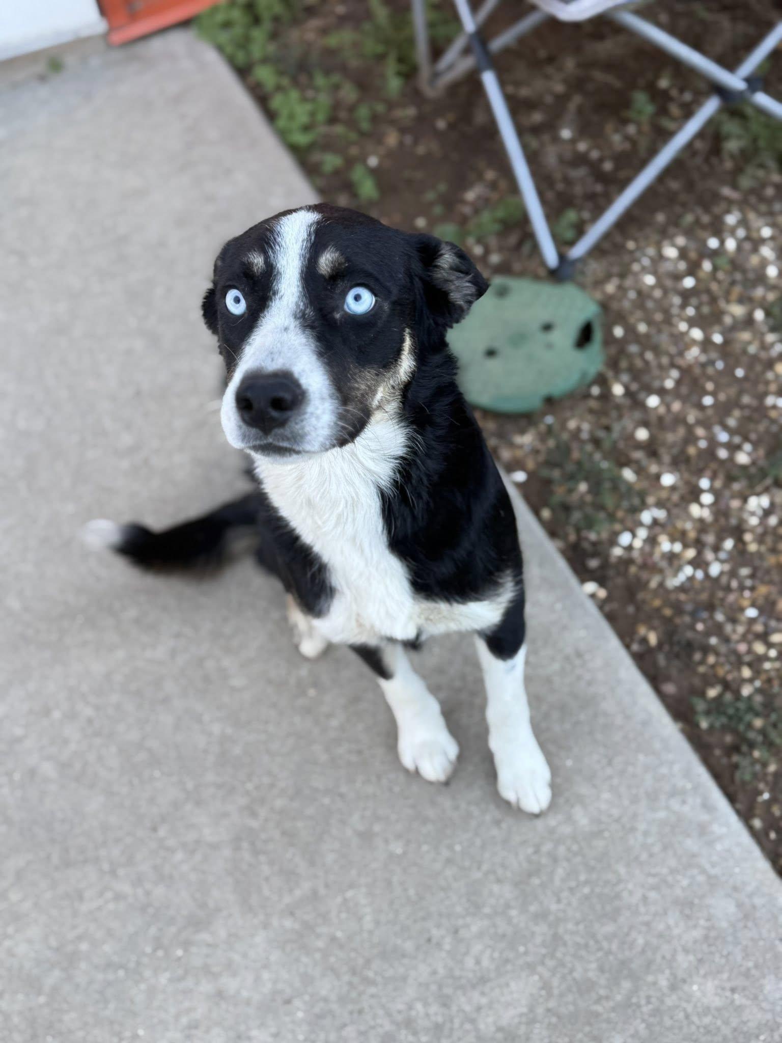 Kora, Adoptable, Adult Female Border Collie.