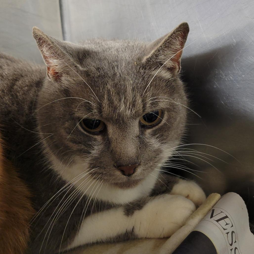 Tom-Tom, Adoptable, Adult Male Domestic Short Hair.