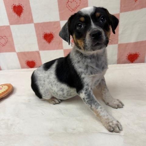 Enlarge Willow, a Adoptable Australian Cattle Dog / Blue Heeler in Bryan, TX image 1/3