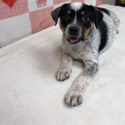 Enlarge Willow, a Adoptable Australian Cattle Dog / Blue Heeler in Bryan, TX image 2/3