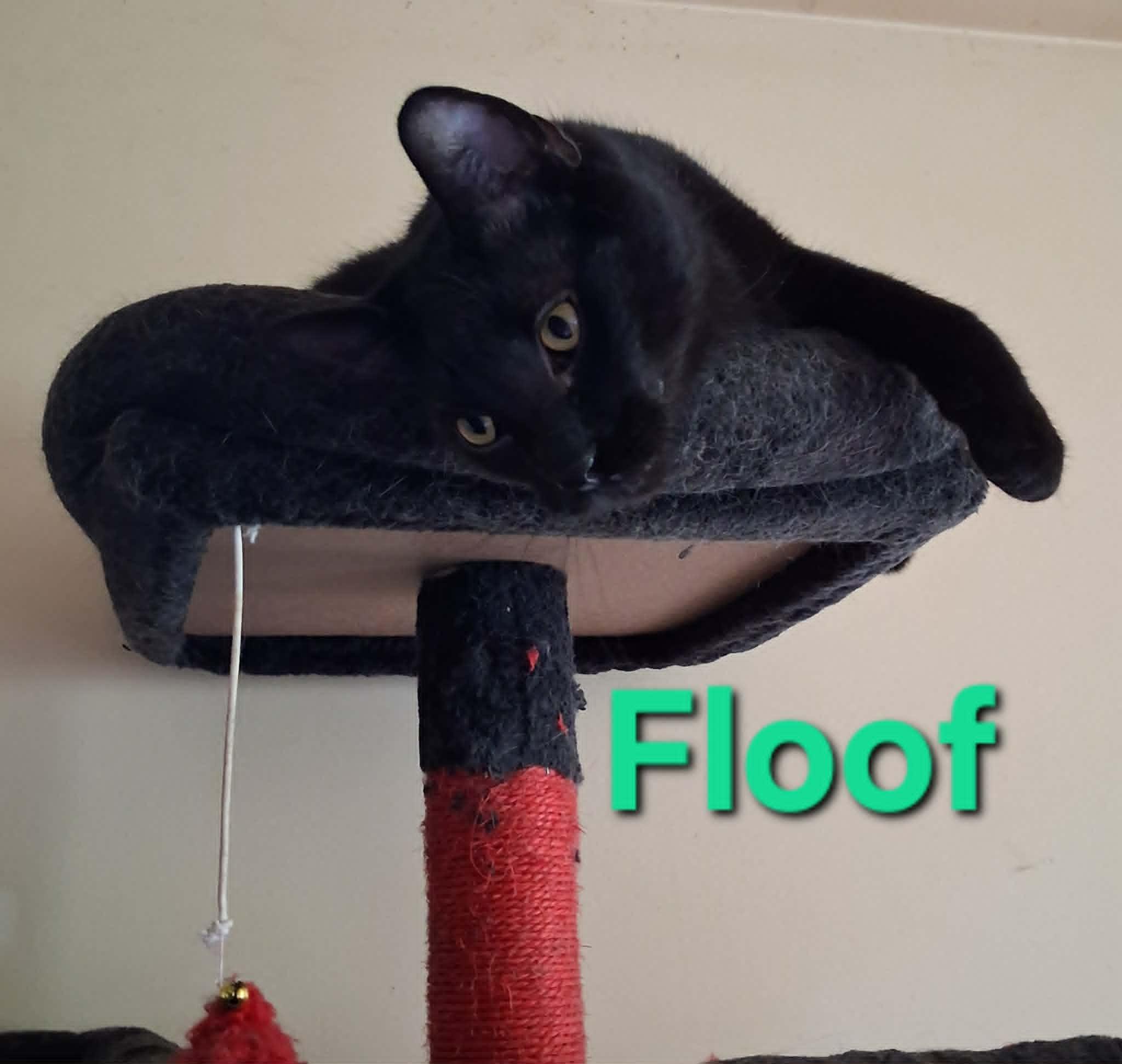 Floof, a ADOPTABLE Domestic Short Hair in Peoria, IL image 1/4