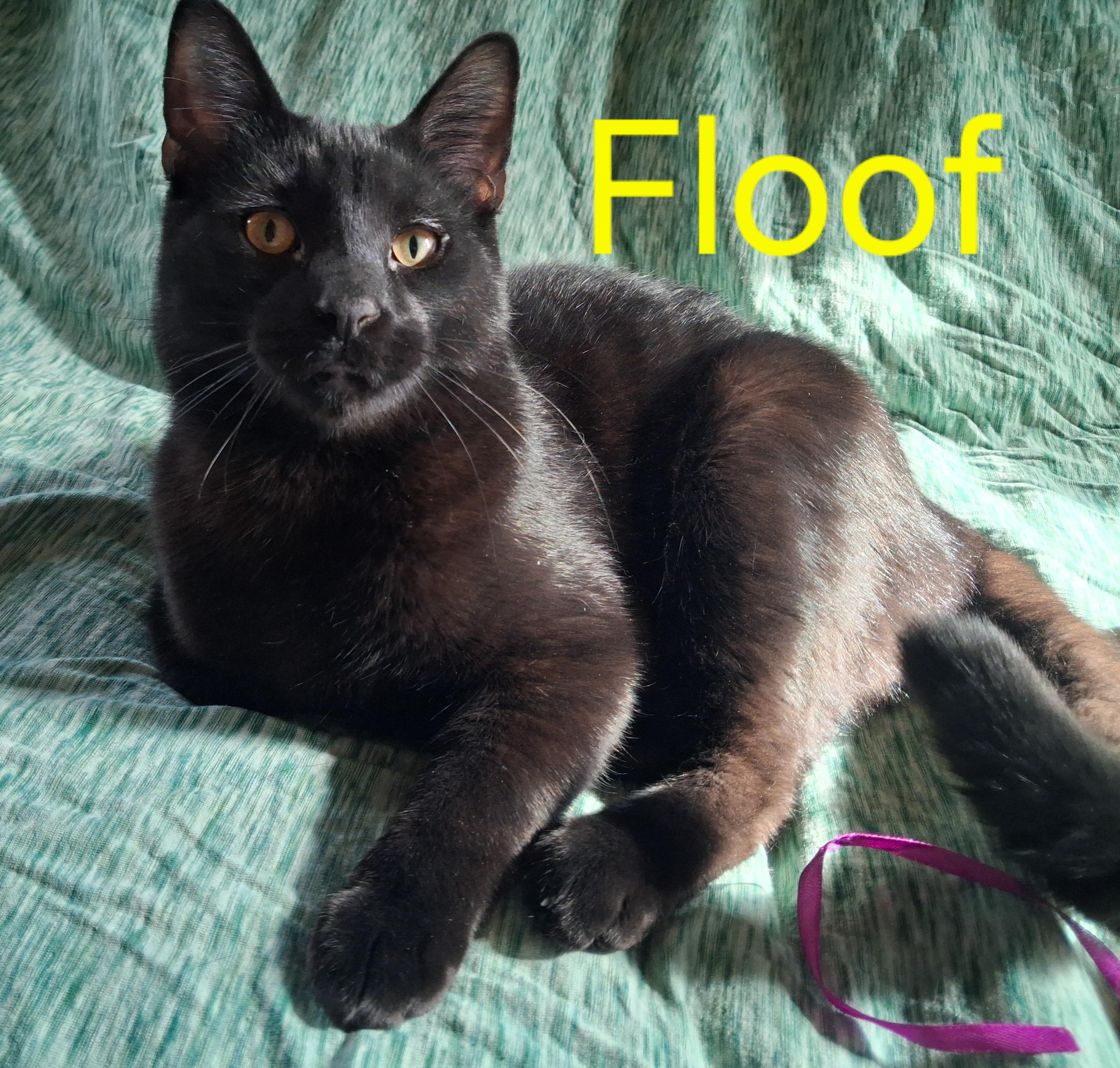 Enlarge Floof, a ADOPTABLE Domestic Short Hair in Peoria, IL image 1/1