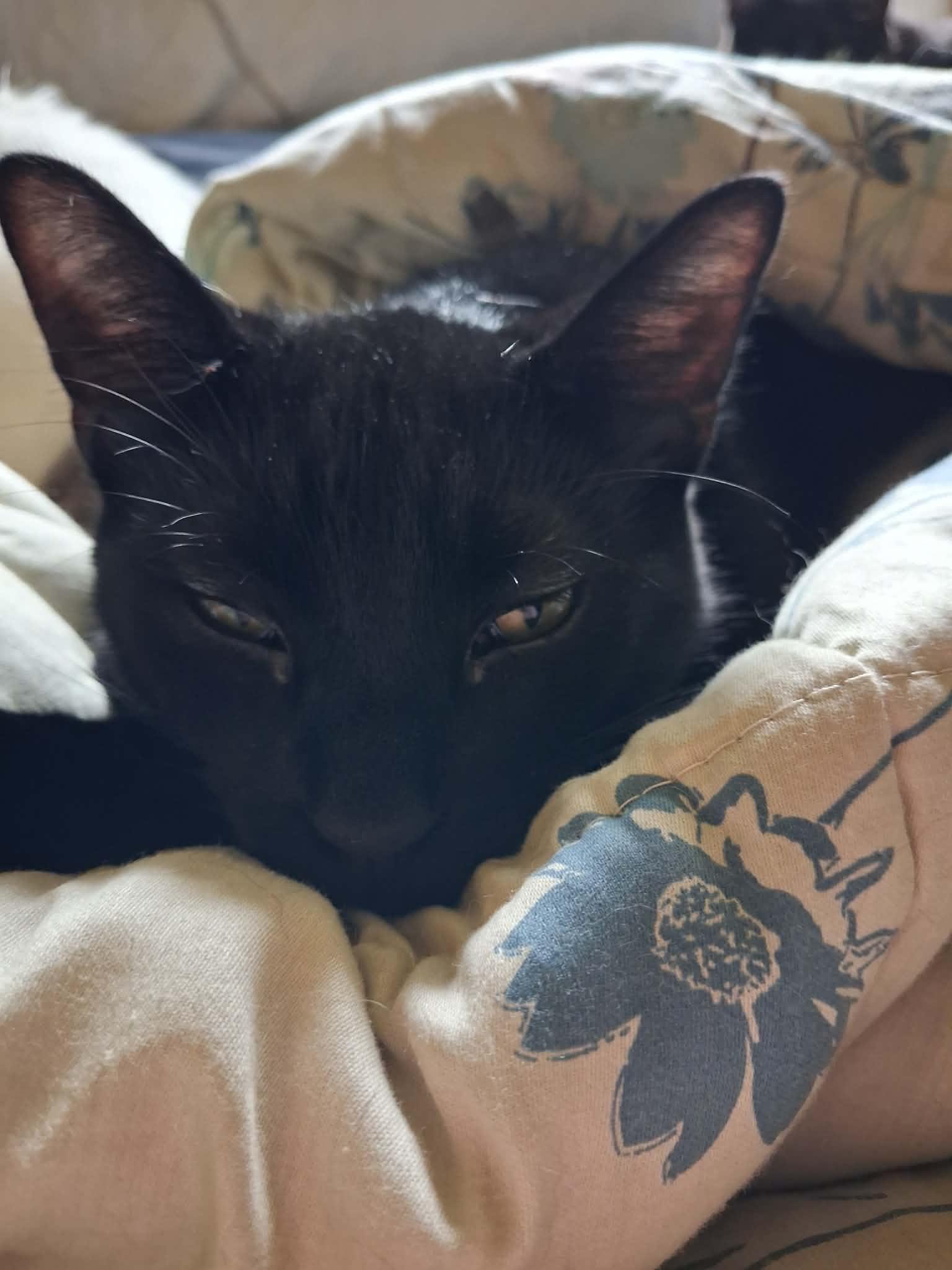 Floof, a ADOPTABLE Domestic Short Hair in Peoria, IL image 3/4