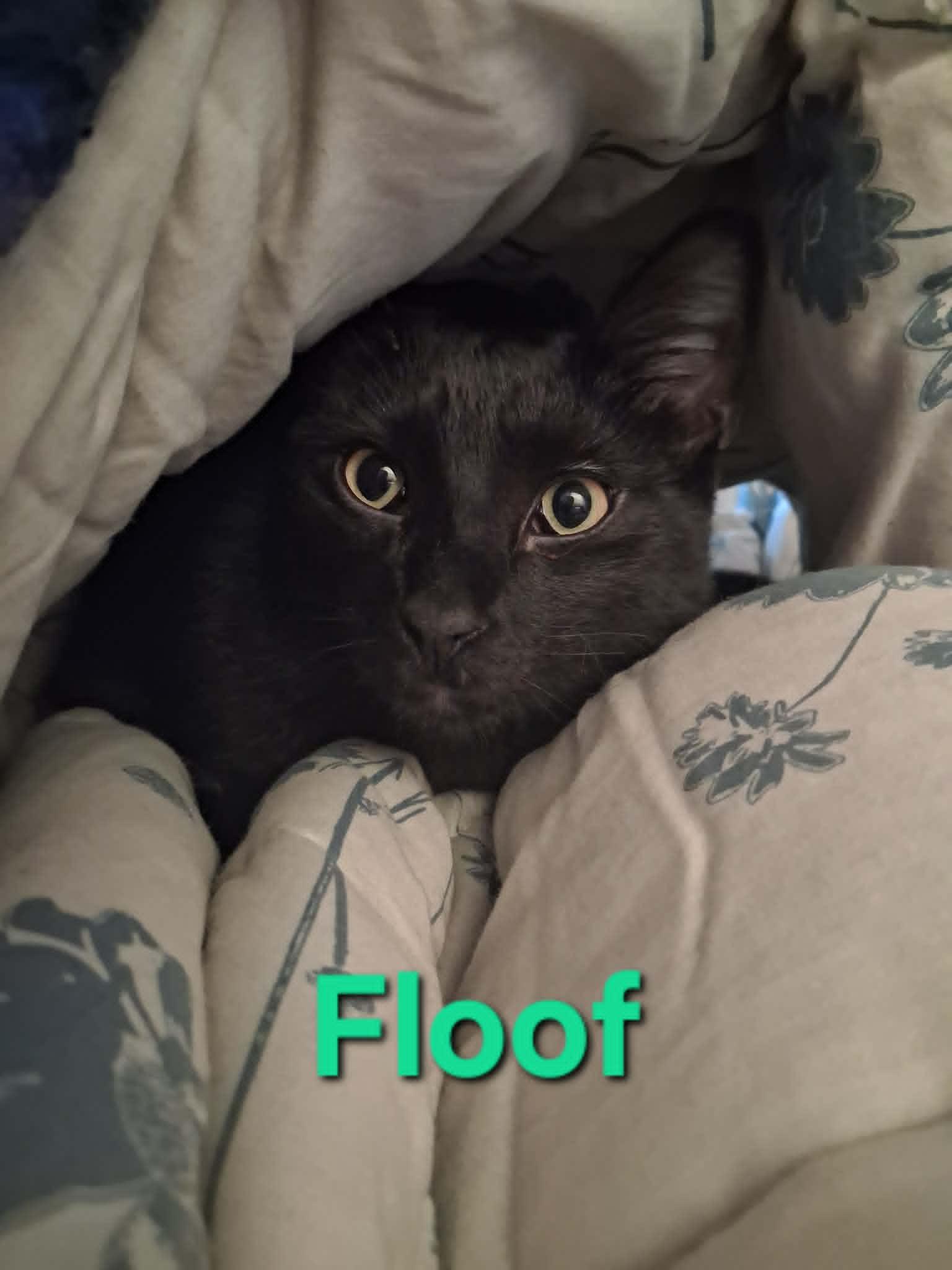 Floof, a ADOPTABLE Domestic Short Hair in Peoria, IL image 2/4
