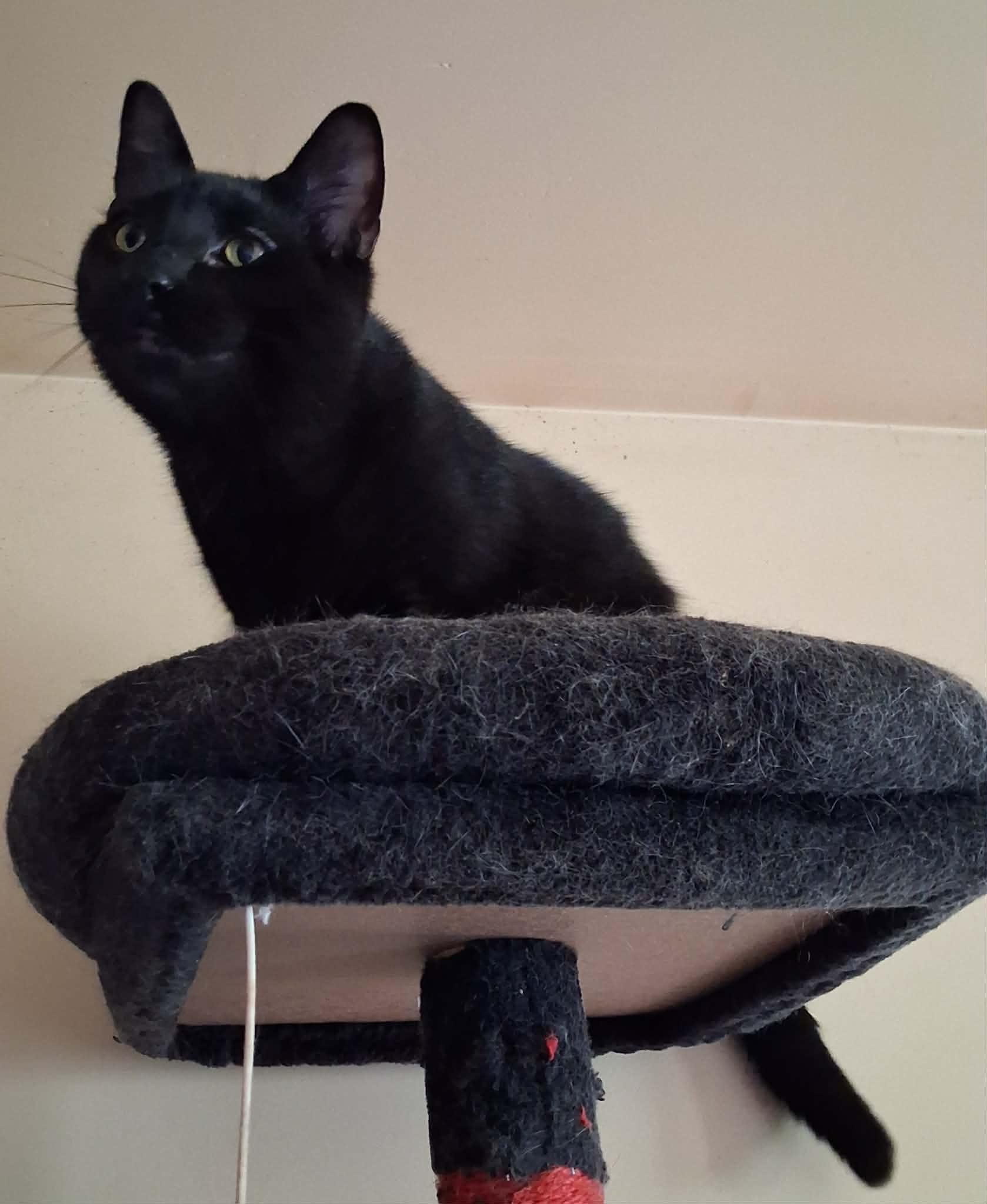 Floof, a ADOPTABLE Domestic Short Hair in Peoria, IL image 4/4